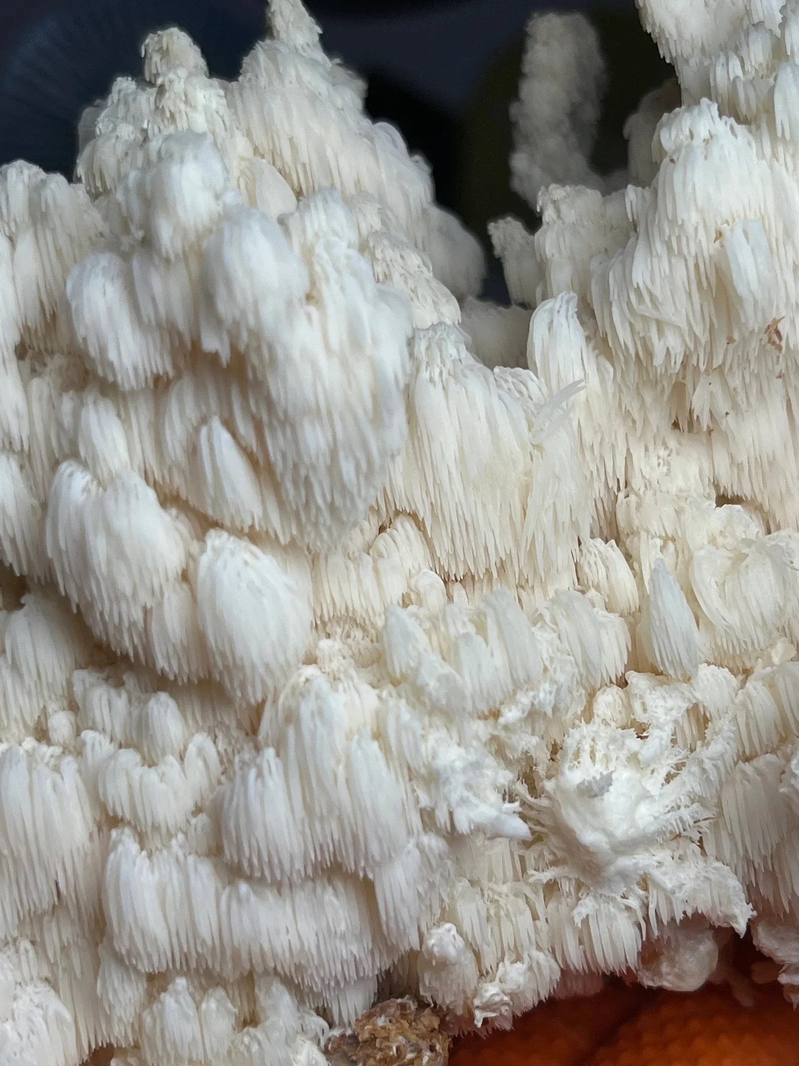 Close-up of a Hericium americanum, Bears Head mushroom, "HA OG1" with beautiful white spines across the mushroom.