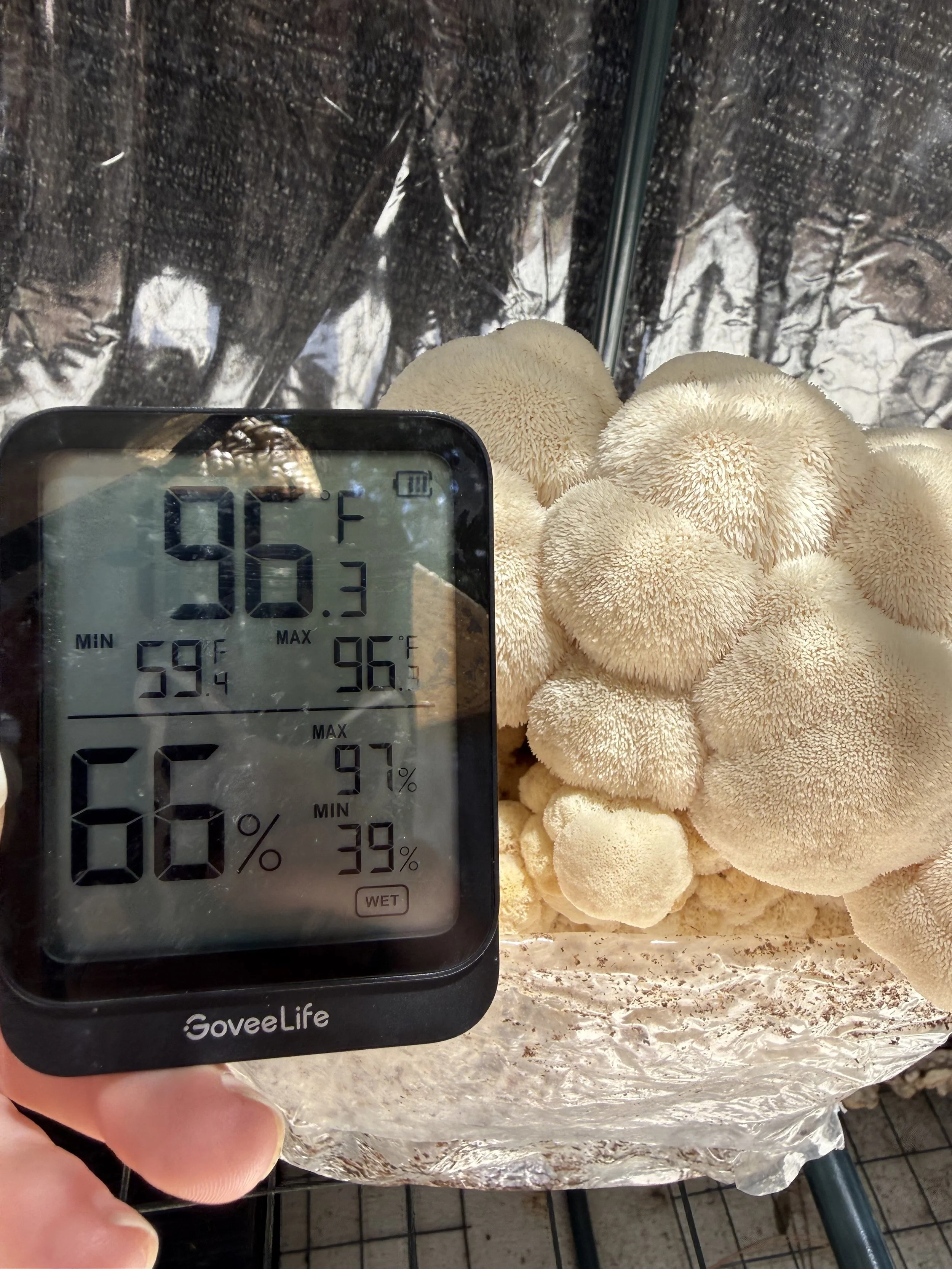 Lions Mane Fruiting Outdoors in the 90 degrees