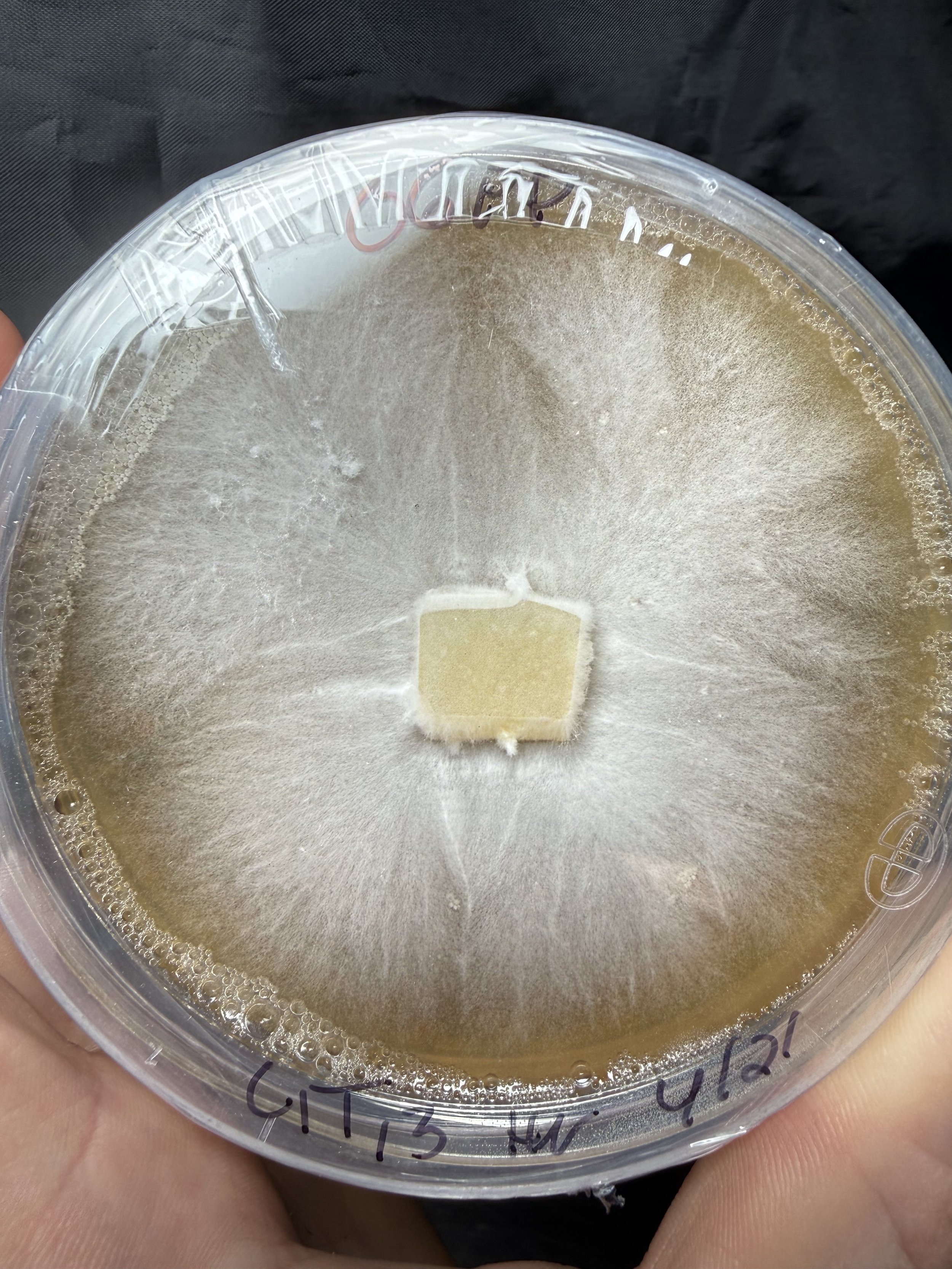 Aspen Oyster, Pleurotus populinus "PP OG1" mushroom mycelium on Malt yeast agar culture media