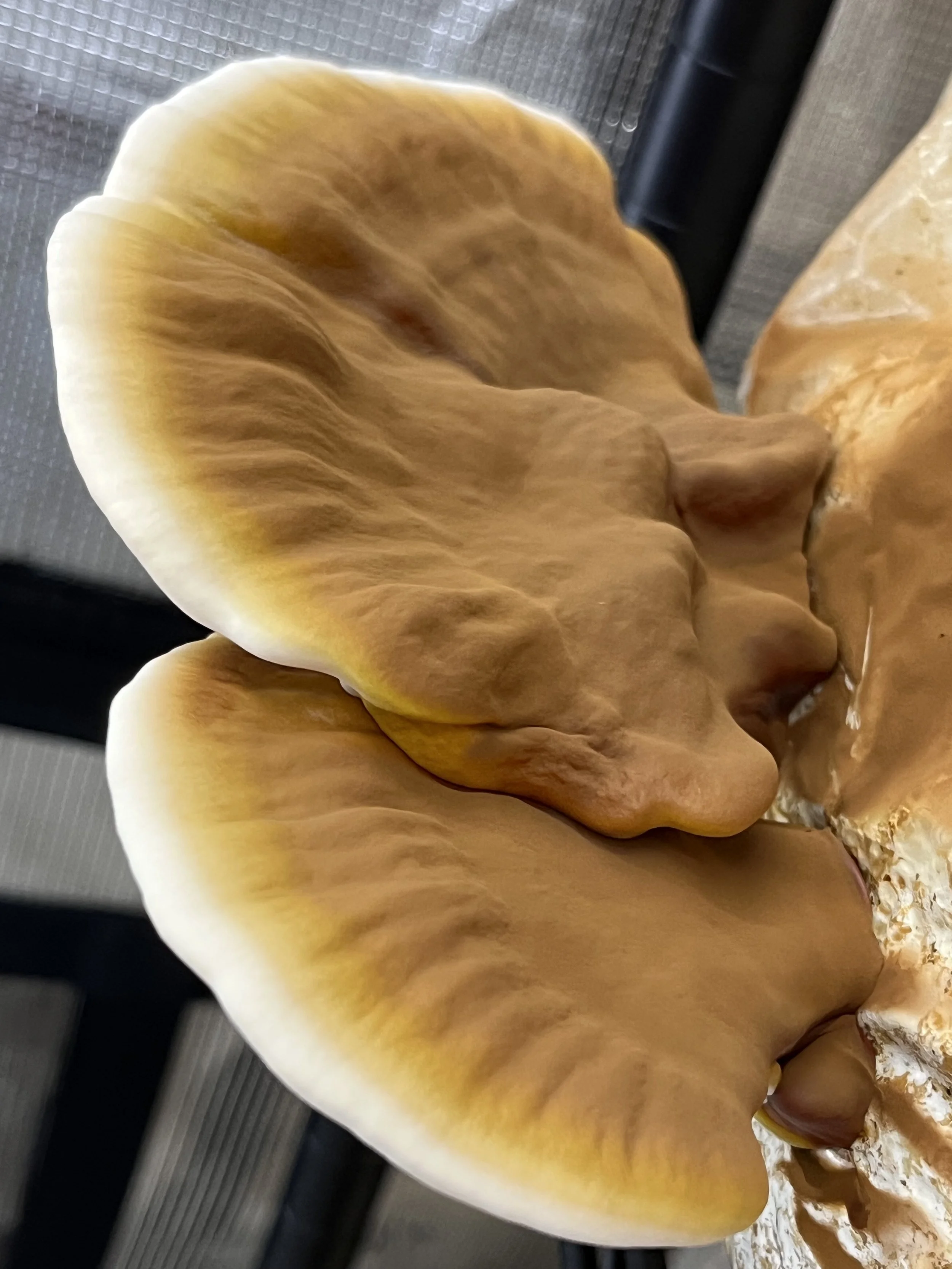 Close-up of a large, beige and brown clam shell shaped Ganoderma Polychromum Mushroom conks growing out of a fruiting block with a shiny, glossy surface.