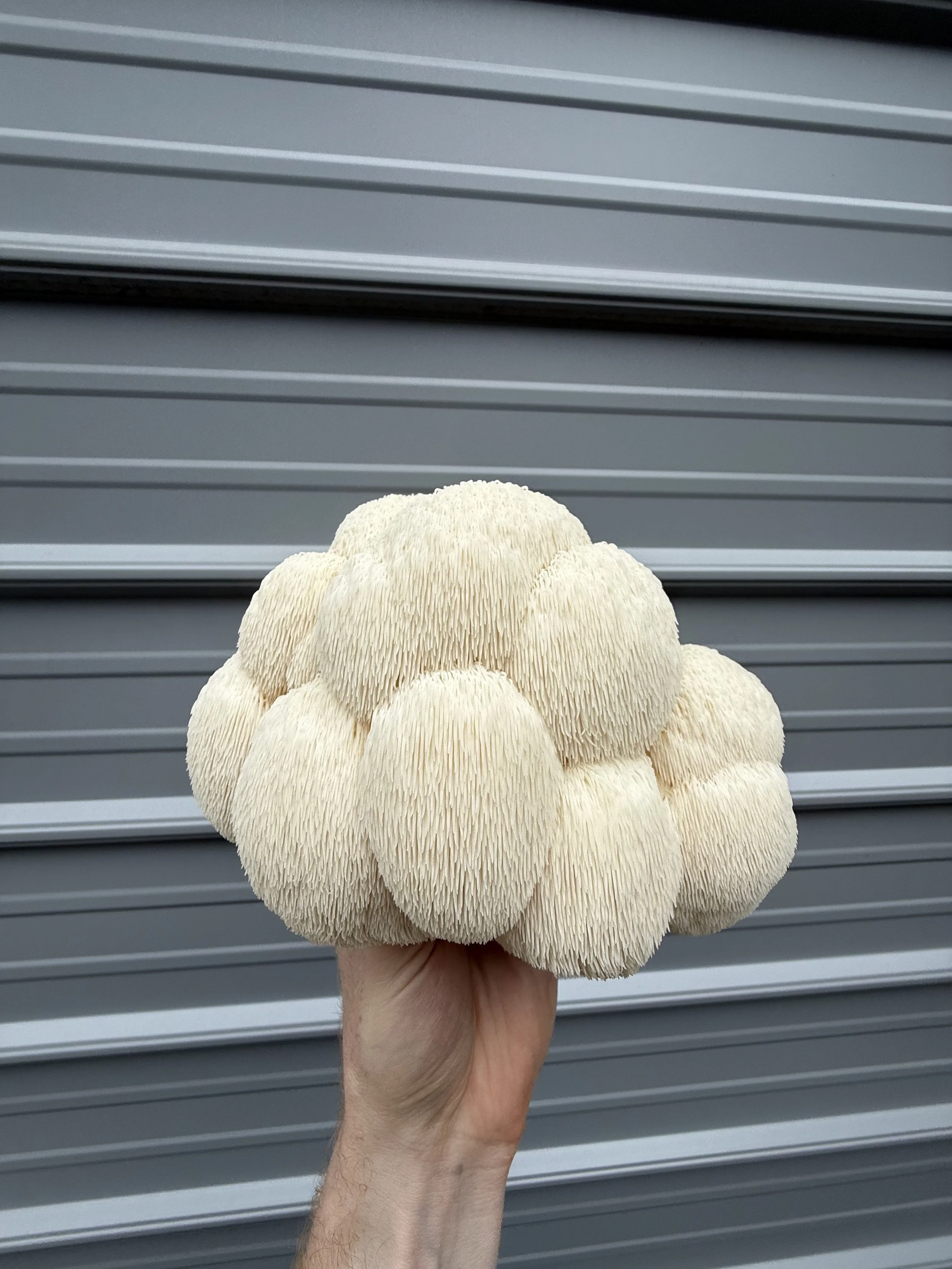 A person holding a big cluster of Lions Mane, Hericium erinaceus mushrooms in front of a gray metal background.