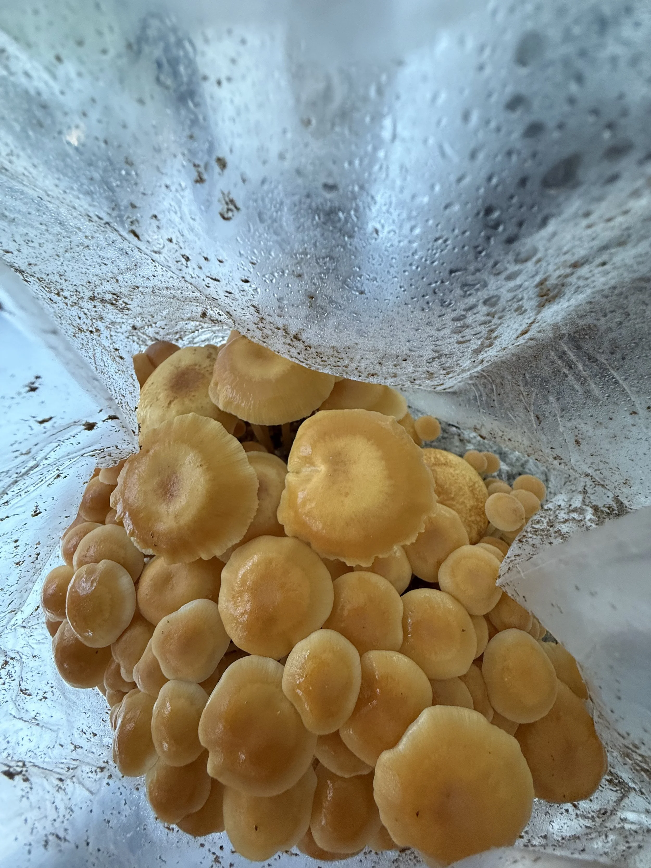 A bunch of Gold Enoki, "FV PR1" Flammulina velutipes mushrooms growing inside a plastic mushroom grow bag.
