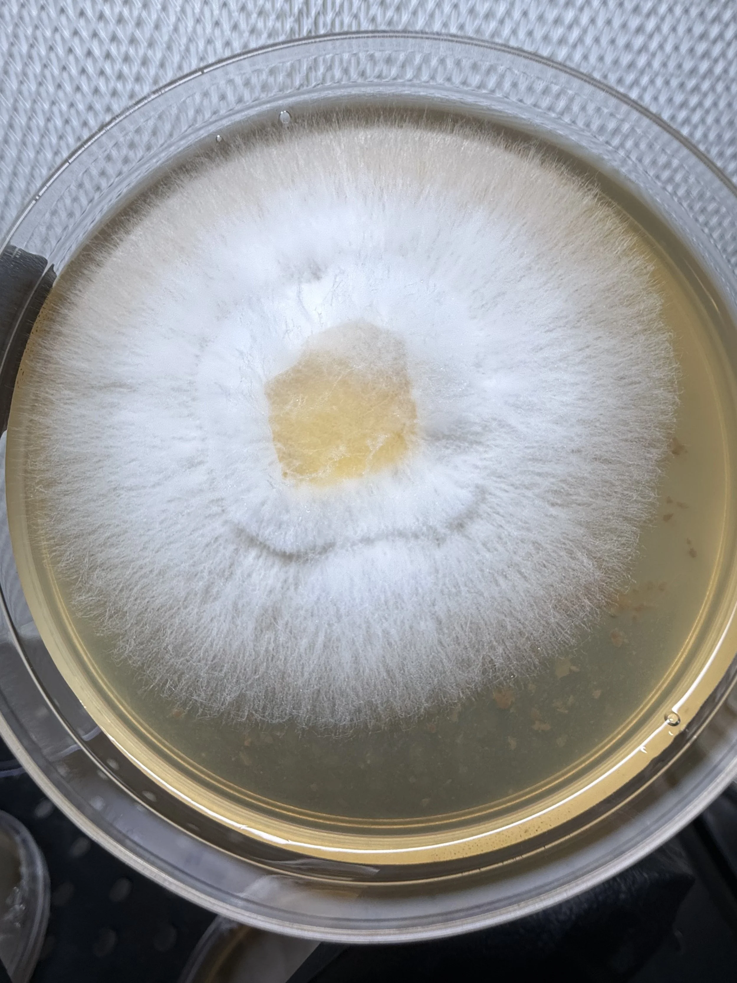 POFL plate.jpg