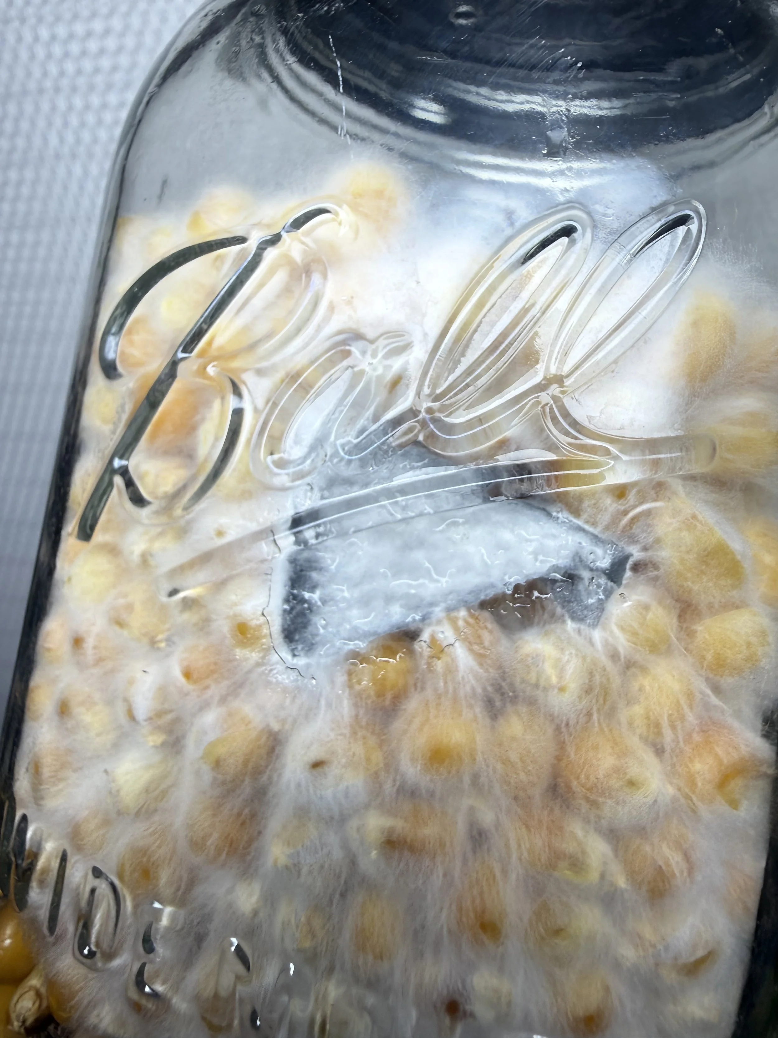 Close-up of a Mason  Jar containing Popcorn Mushroom grain spawn and an inoculated agar wedge.