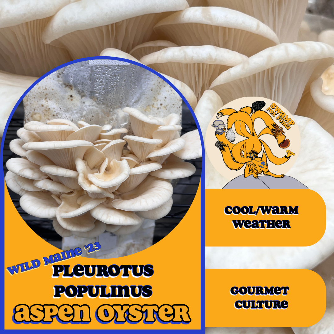 Maine Aspen Oyster "PP-OG1" Pleurotus populinus Agar Culture on MYA