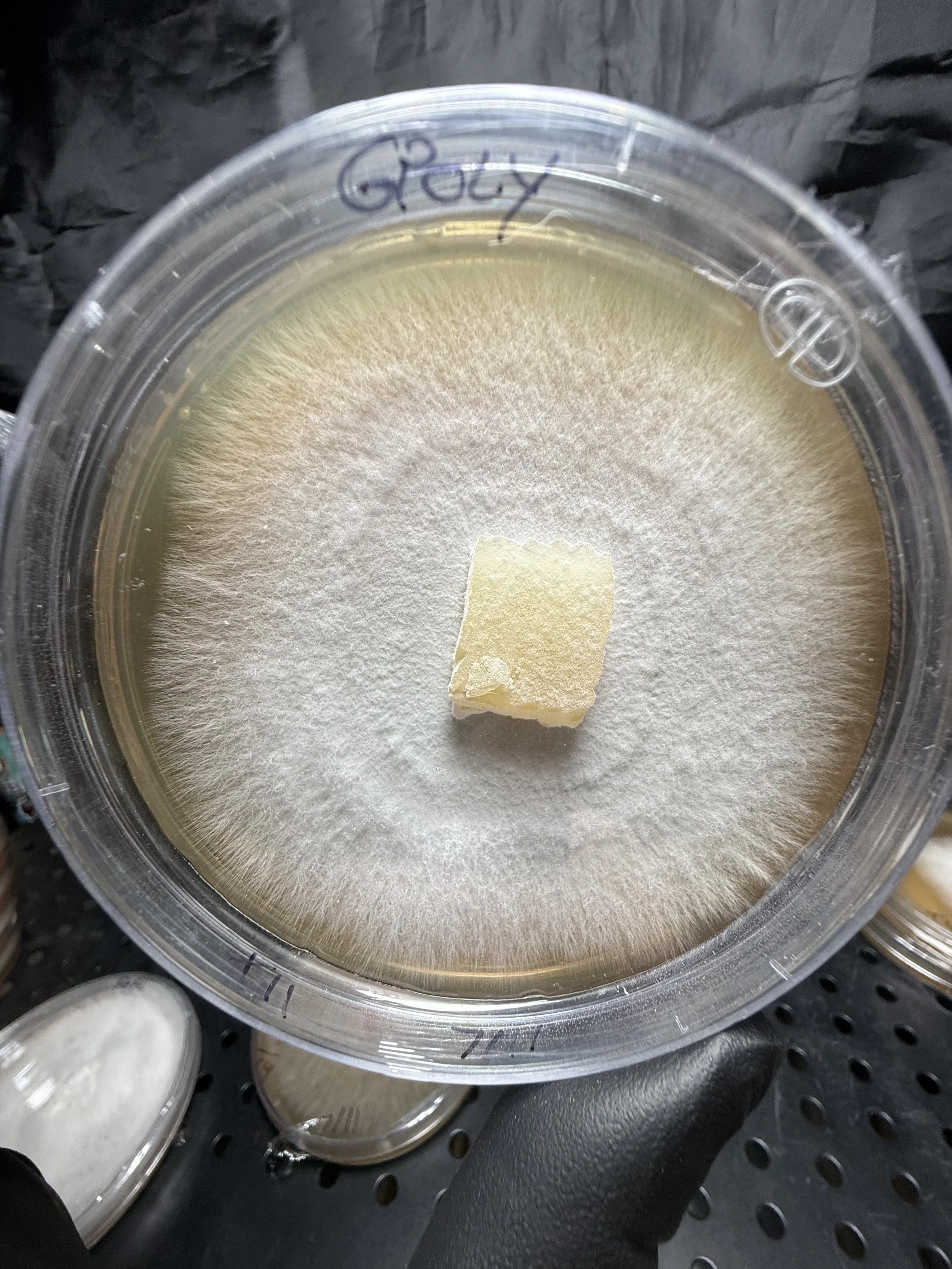 GPoly Plate.jpg
