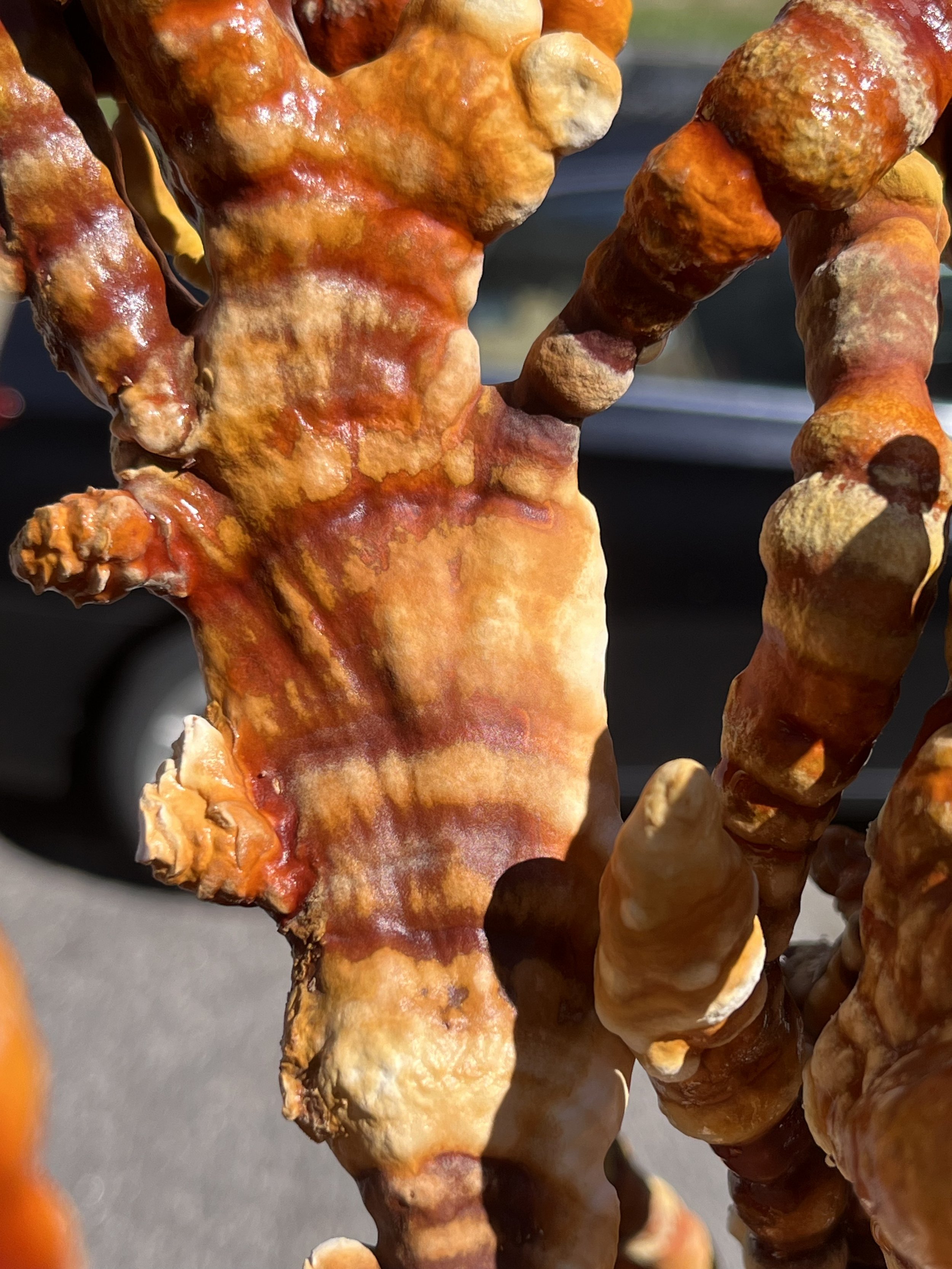 Close-up of large, twisted, orange-brown Reishi Antlers, Ganoderma lingzhi "GLZ TGR"  with textured surface and some white patches.