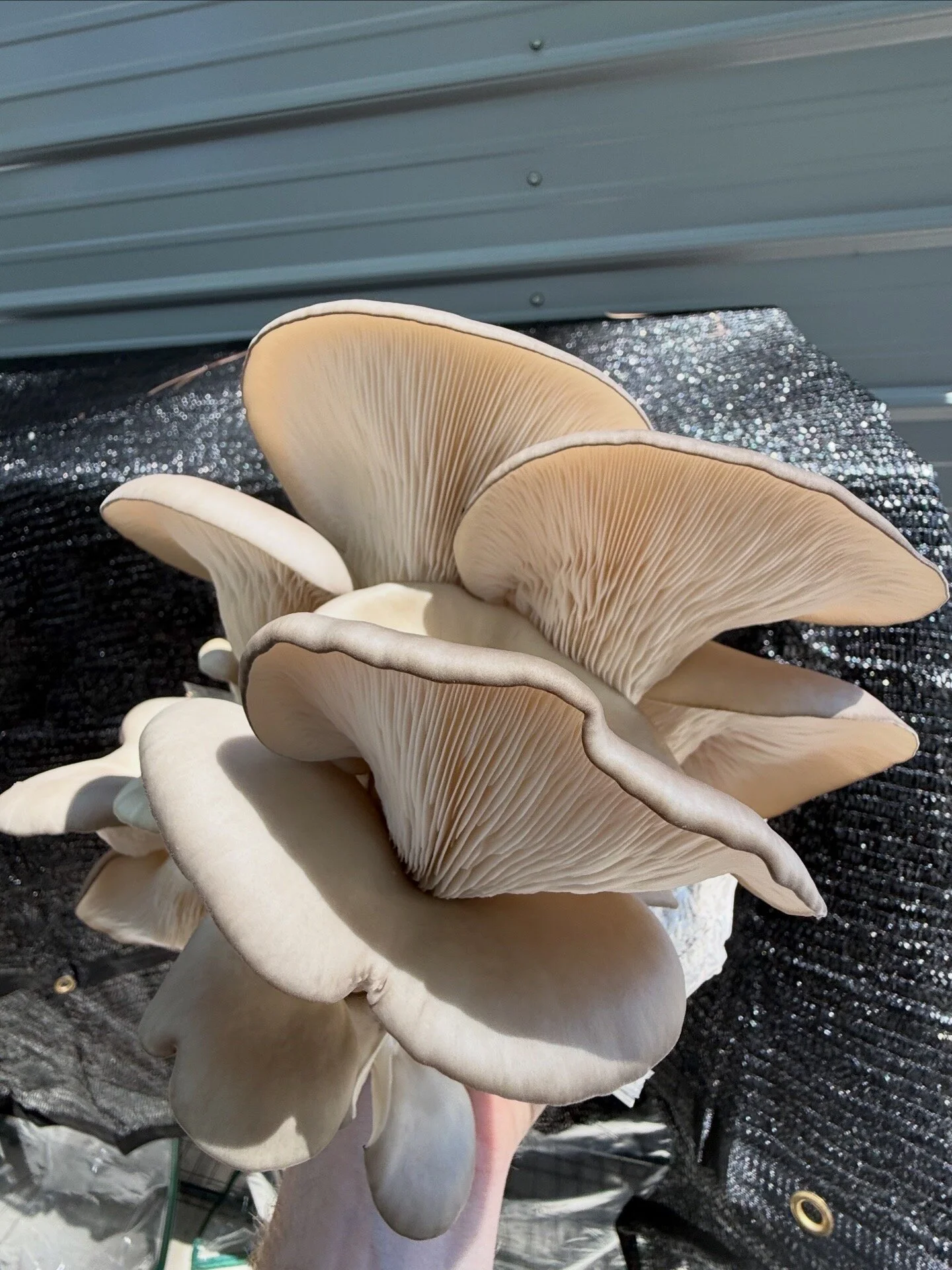 swampfox_oysters_main.jpg