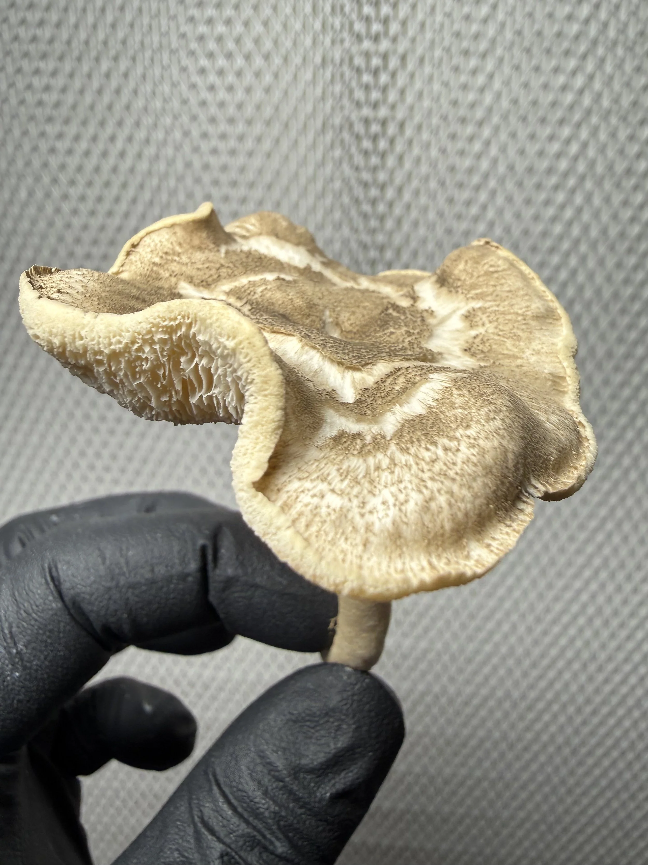 Tiger Sawgill, Lentinus tigrinus ; Culture on MYA Plate | Heat Tolerant Genetics | "LT-CNS"