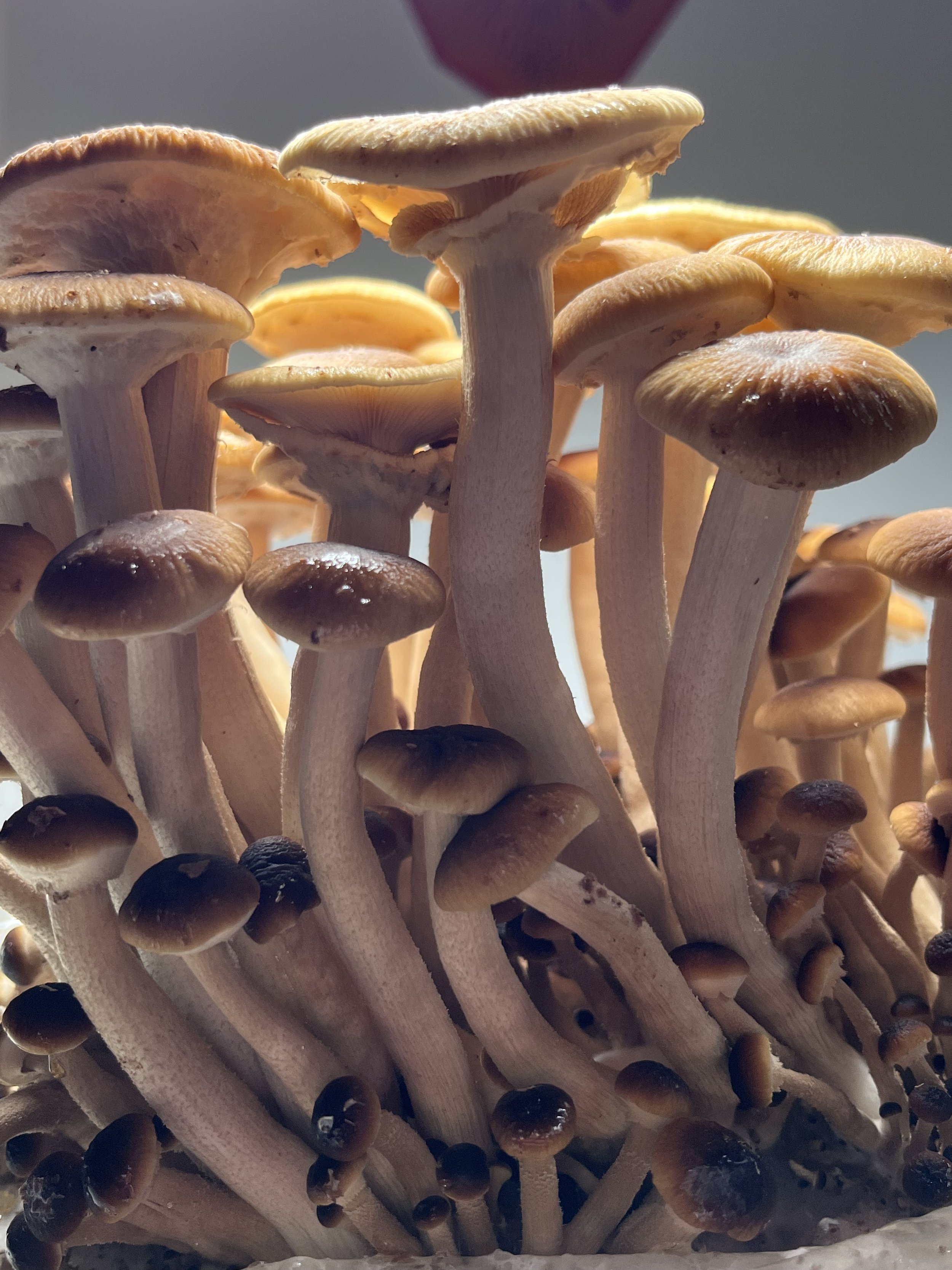 A close-up of many brown and beige mushrooms (Pioppino, aka Black Poplar aka Cyclocybe aegerita) with slender stems and small caps.