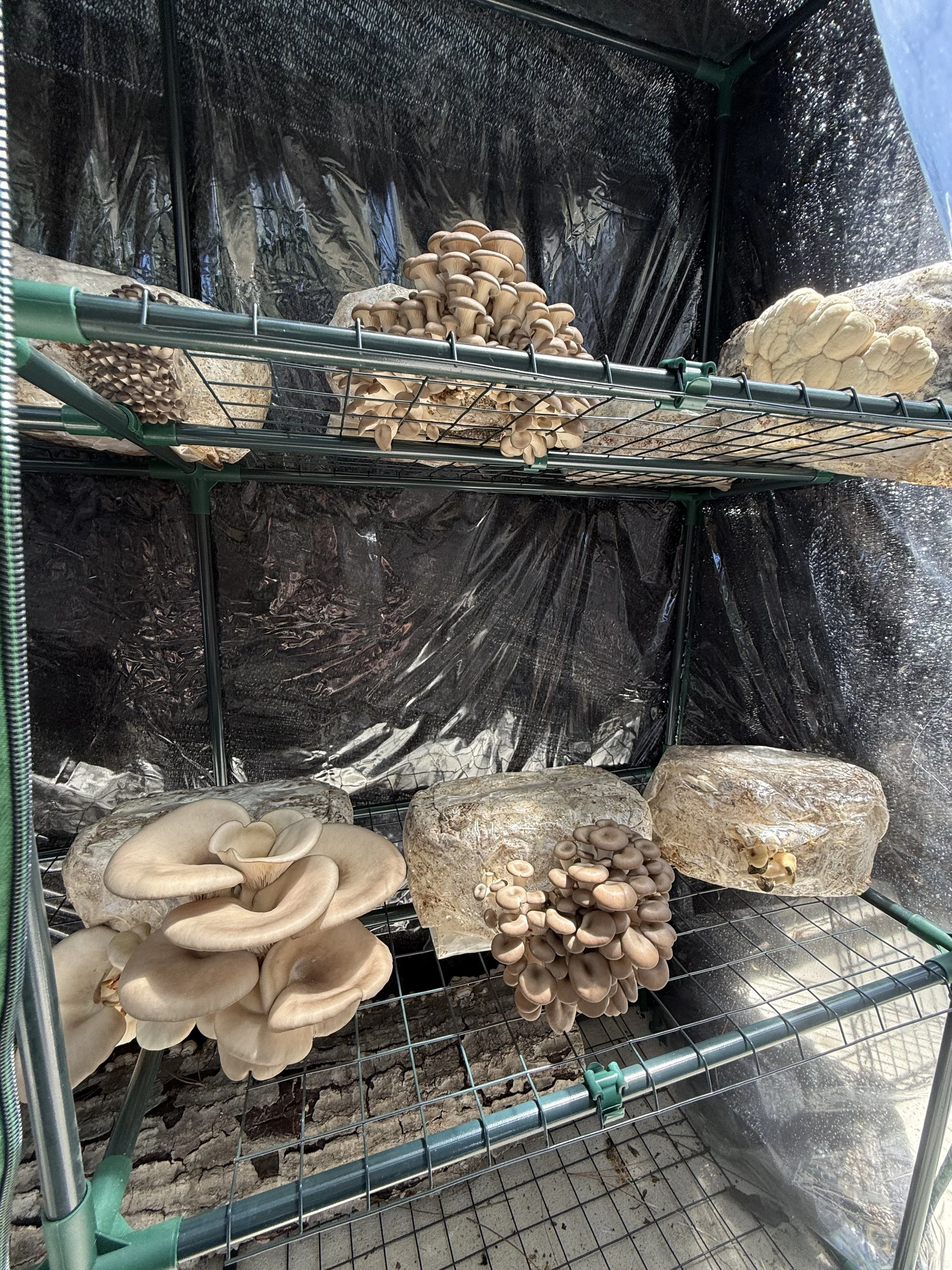 This is My simple Outdoor Martha Tent with no technology prodcuing Oyster and Lions Mane Mushrooms in Florida!