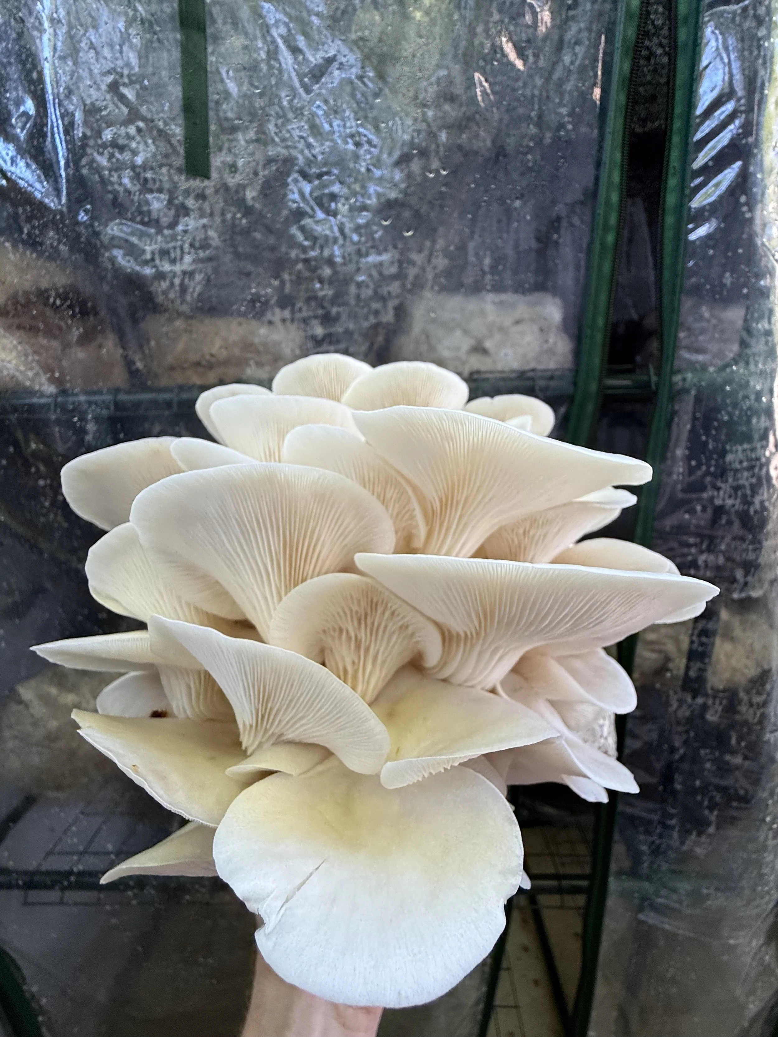 Florida Oyster, Pleurotus florida ; Culture on MYA Plate | Heat Tolerant Genetics | "PO-FL"