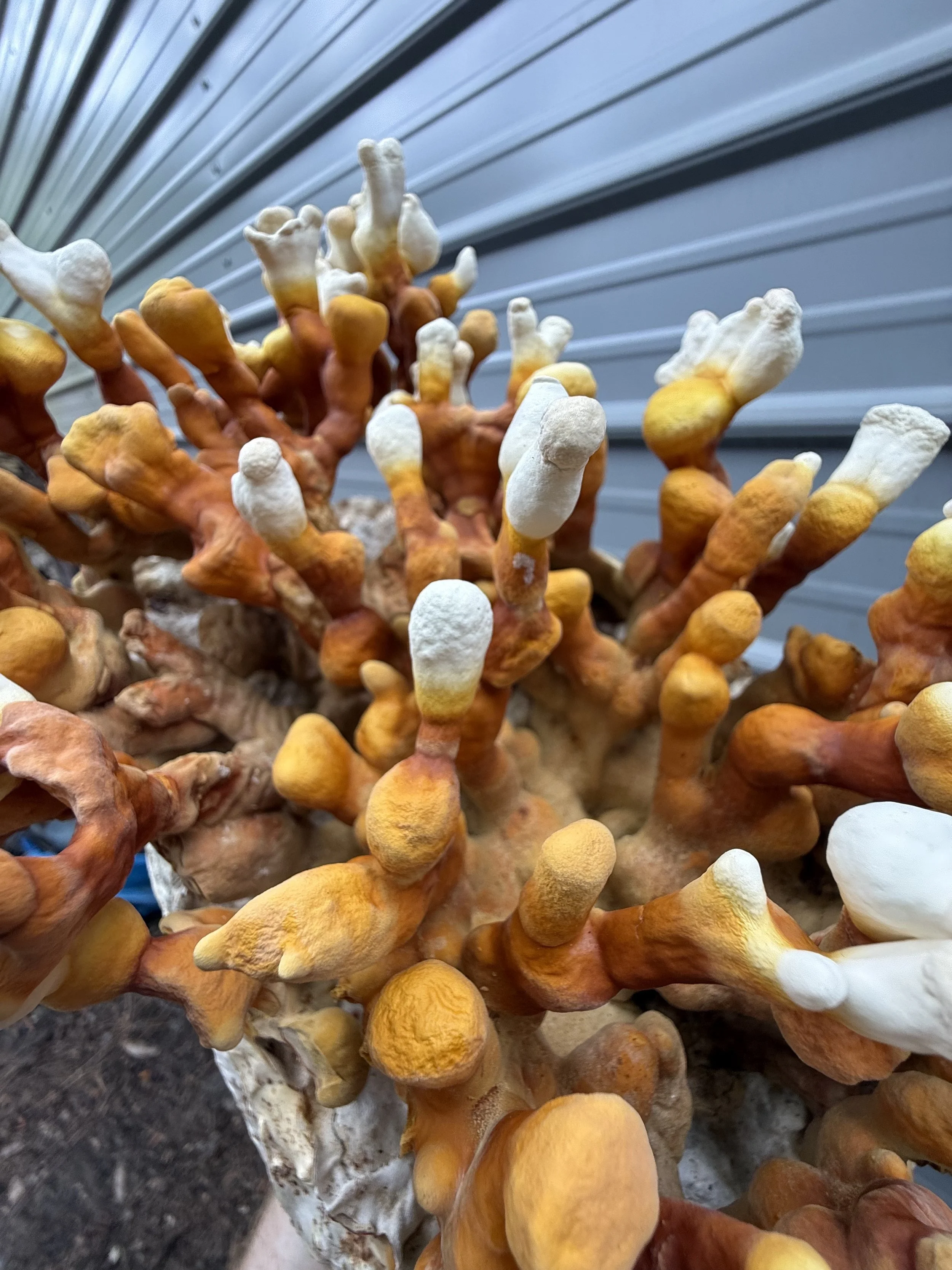 "TF05" Ganoderma multipileum ; Culture on MYA Plate | Originally by Terrestrial Fungi