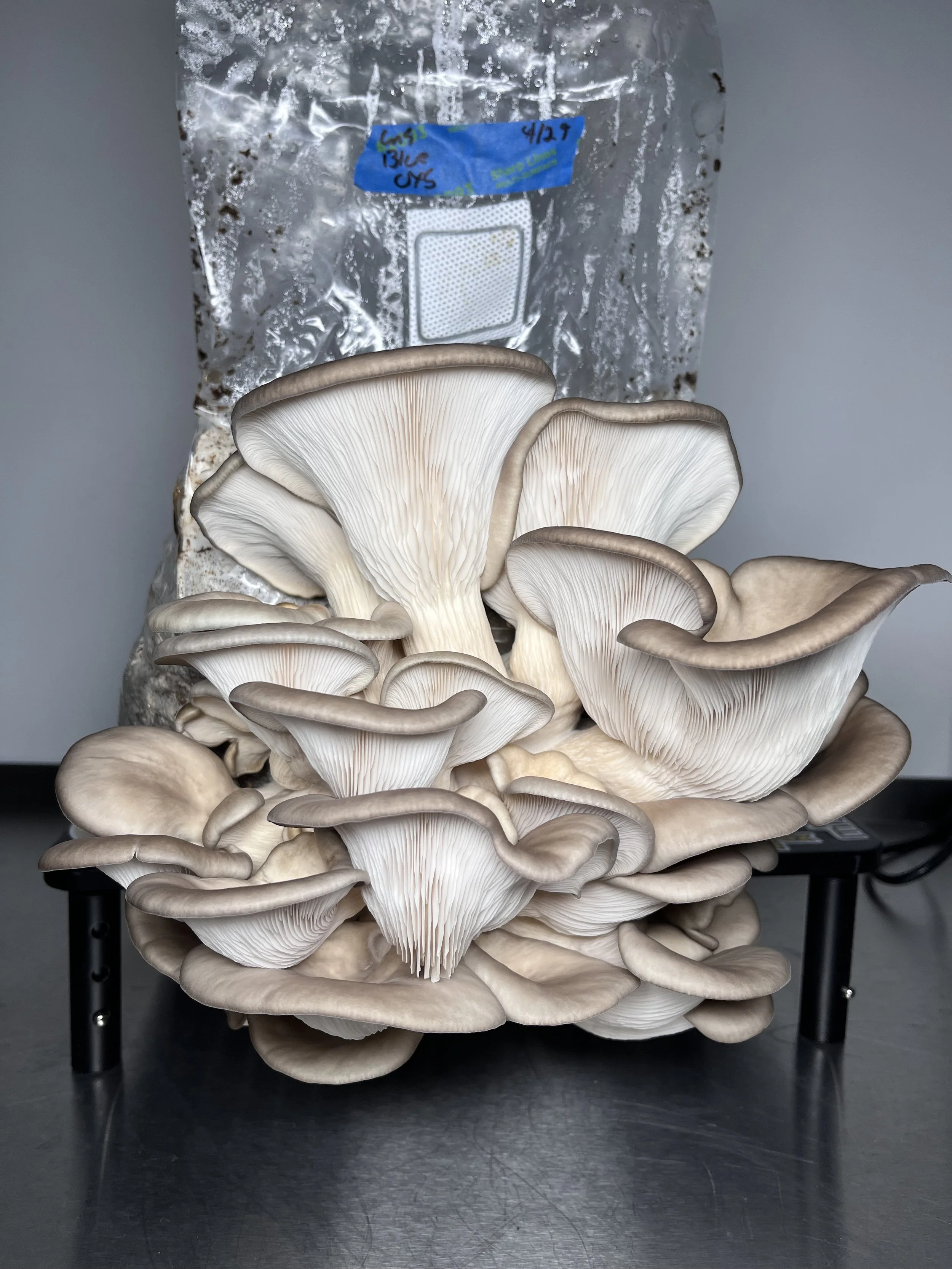 Blue Oyster Mushroom Fruiting Blocks | 5lb Pleurotus Ostreatus Grow Kit