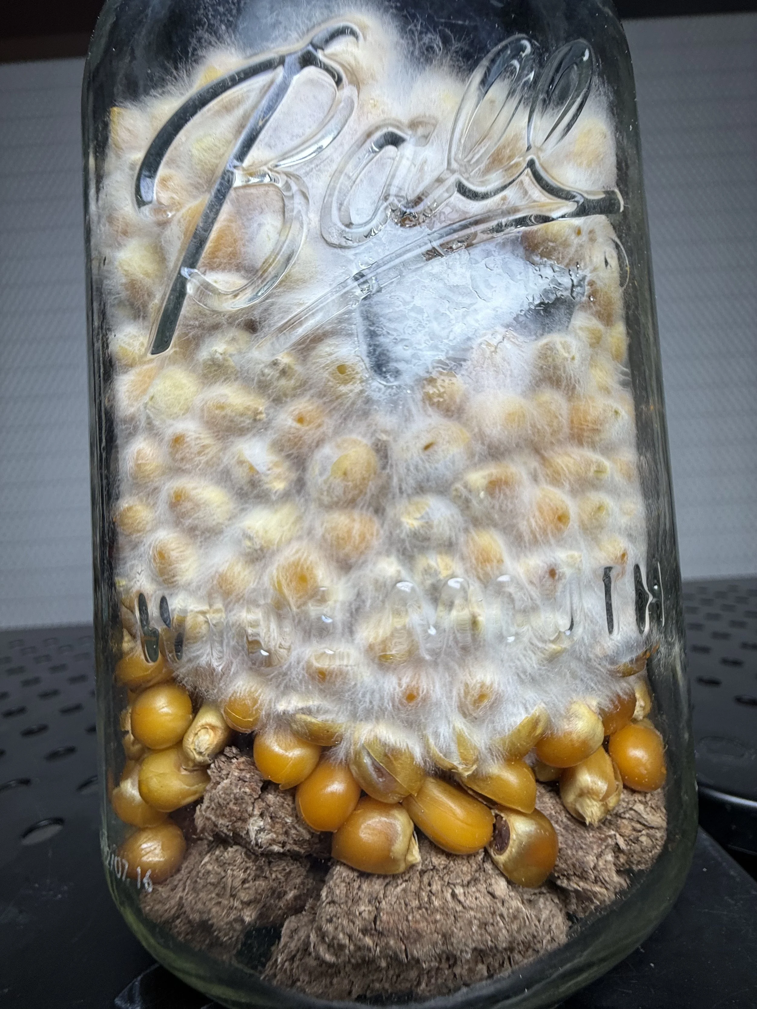 A glass jar filled with soil, yellow ladybugs, and fungus, with the word 'Cali' etched on the glass.