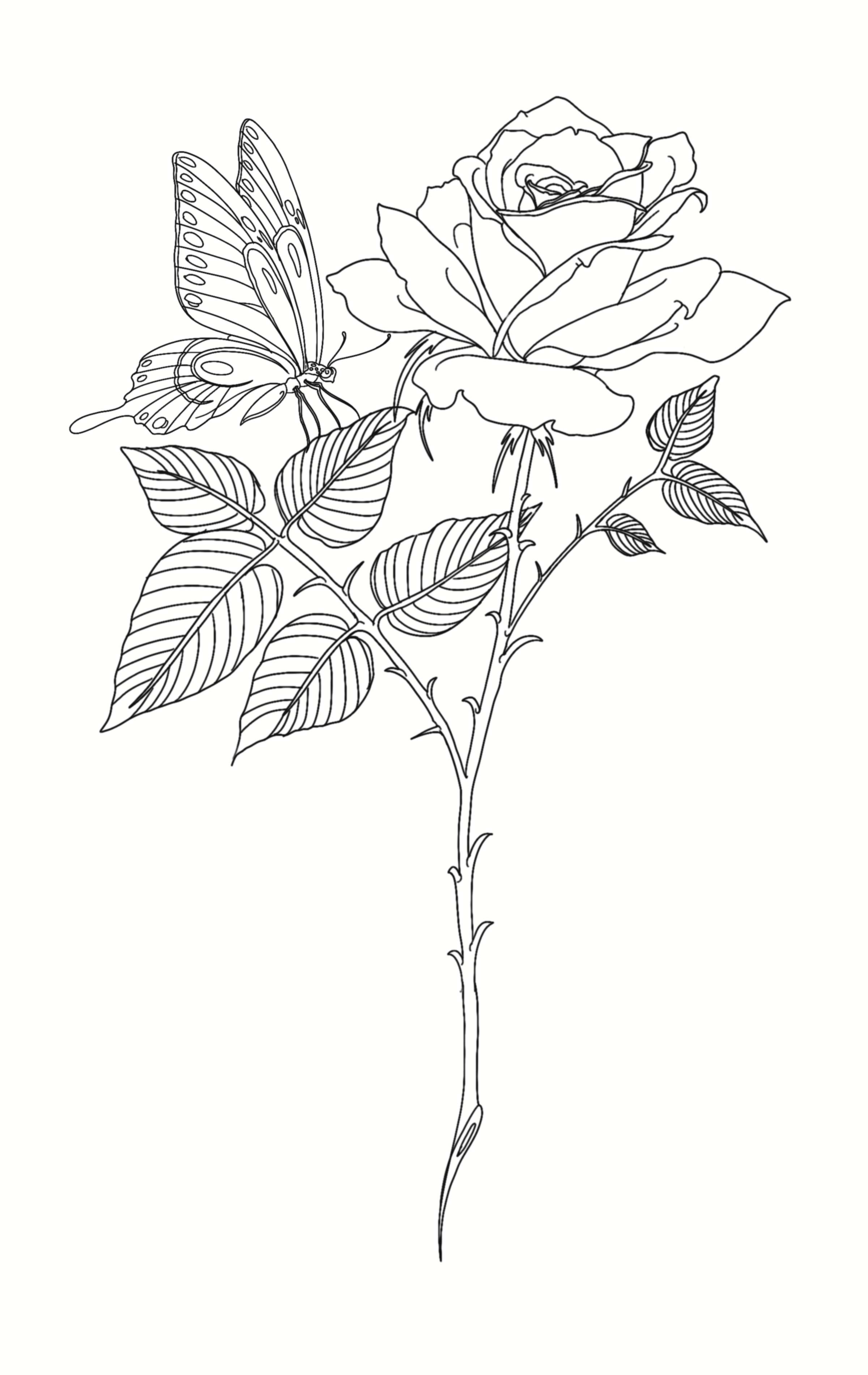 IMG_3743.png