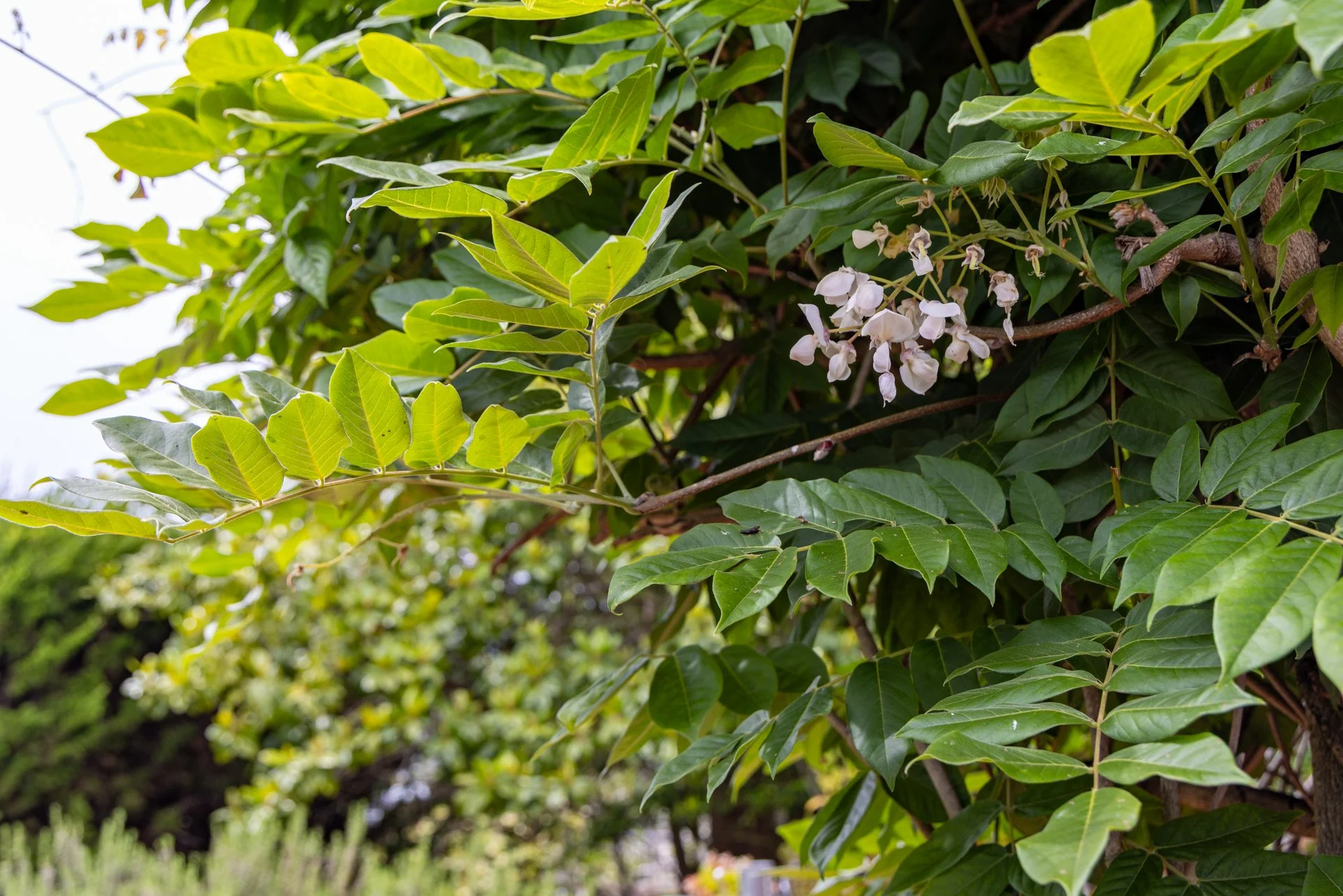Green leafy plant with small white flowers and a visible brown branch.