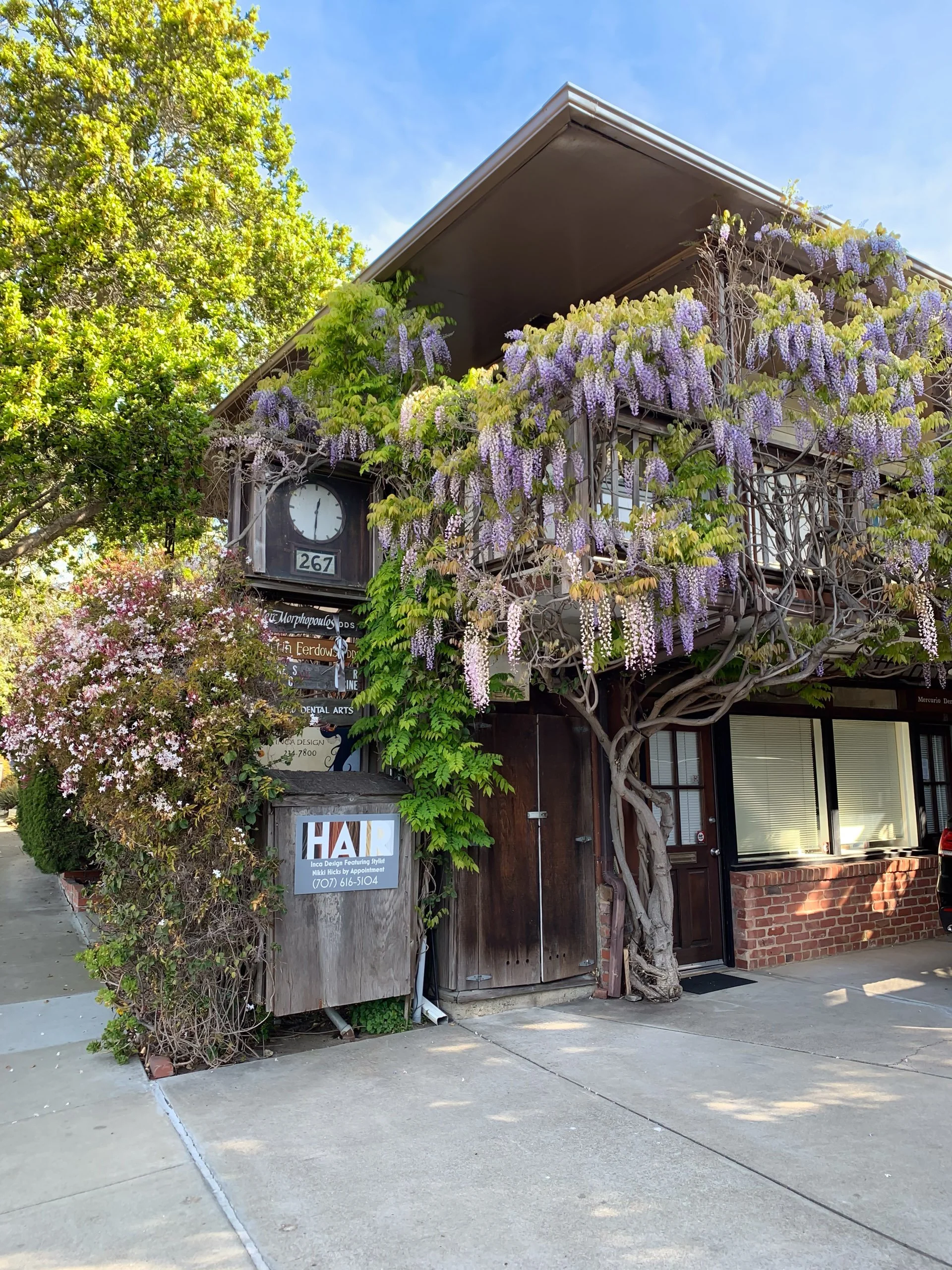 A two-story building with purple wisteria and green vines growing on the balcony and facade. The building has a clock and business signs, surrounded by trees and bushes, with a sidewalk in front.
