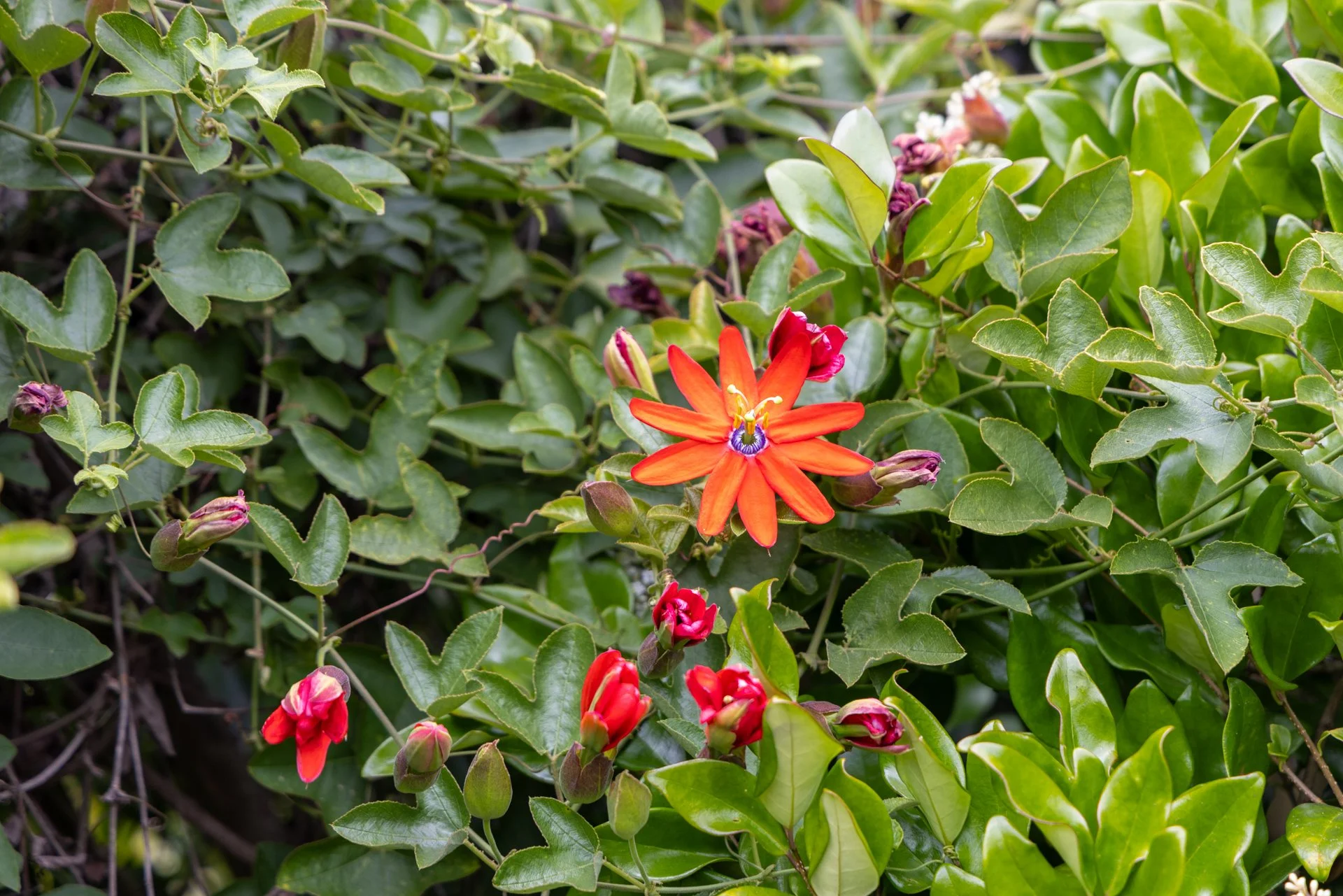 A vibrant orange flower with purple and white center surrounded by green leaves and pink flower buds.