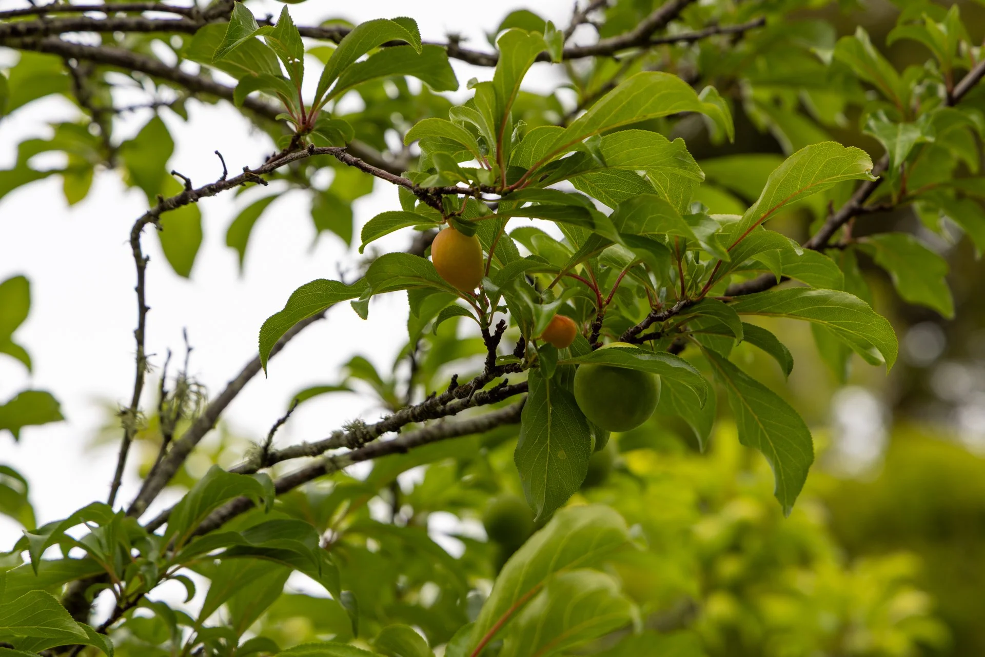 Close-up of a tree branch with green leaves and small, round, yellow-green fruit.