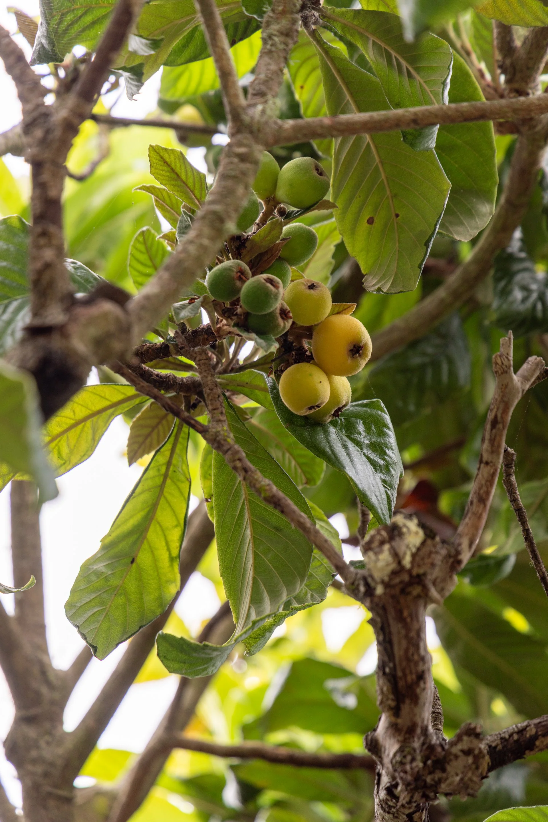 Close-up of a tree branch with green and yellow fruits, and large green leaves.