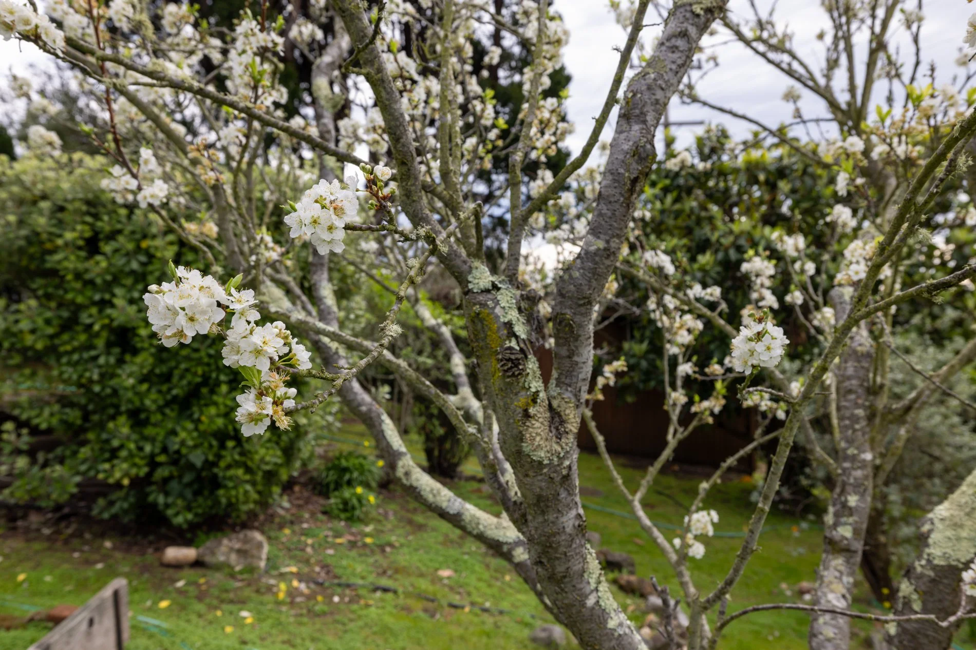 A blooming tree with white flowers in a garden, surrounded by greenery and a cloudy sky.