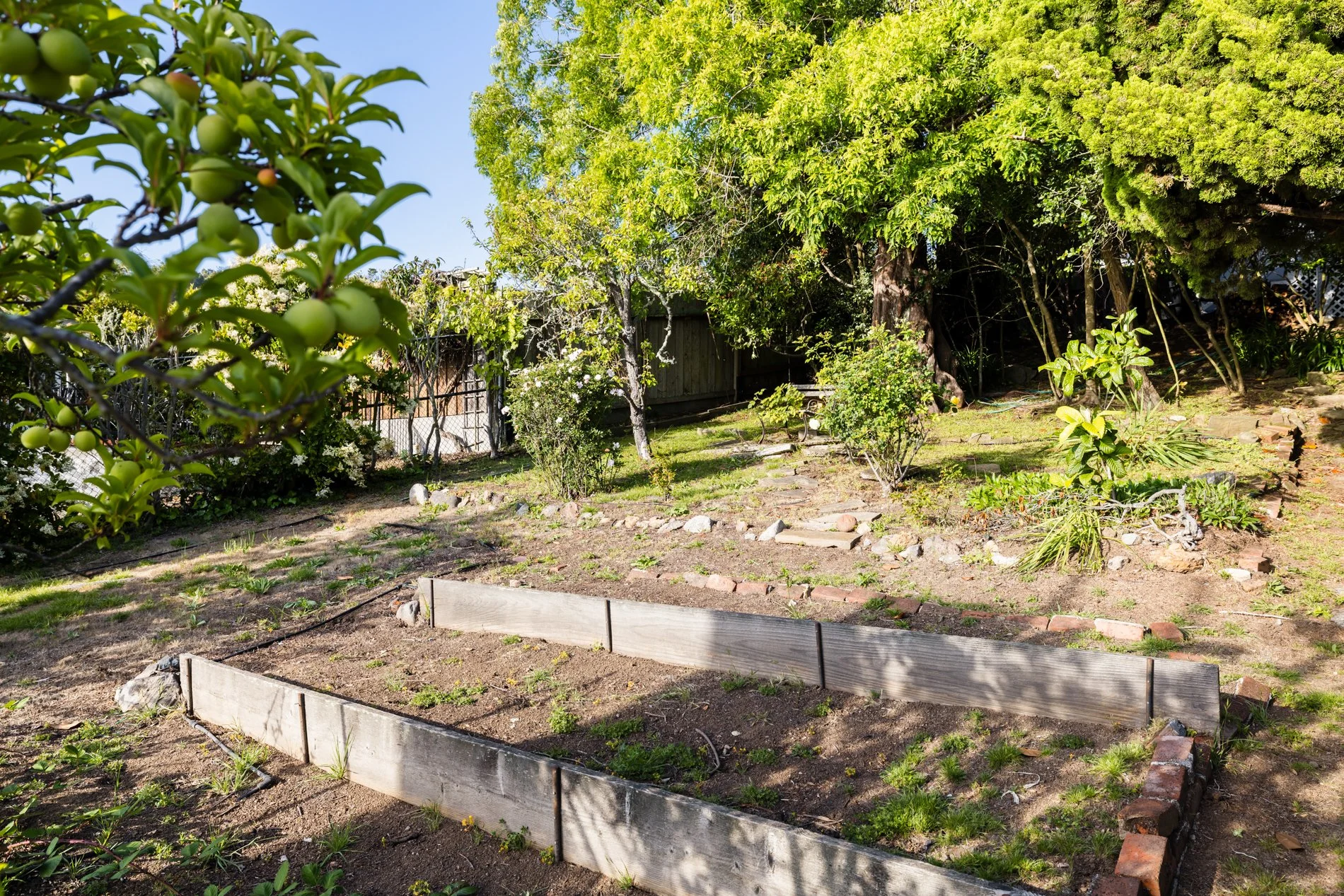 A backyard garden with raised beds outlined by bricks, trees, shrubs, and a wooden fence under a clear blue sky.