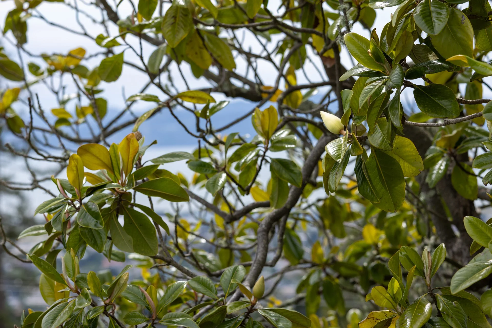 Close-up of green leaves on a tree with a cloudy sky in the background.