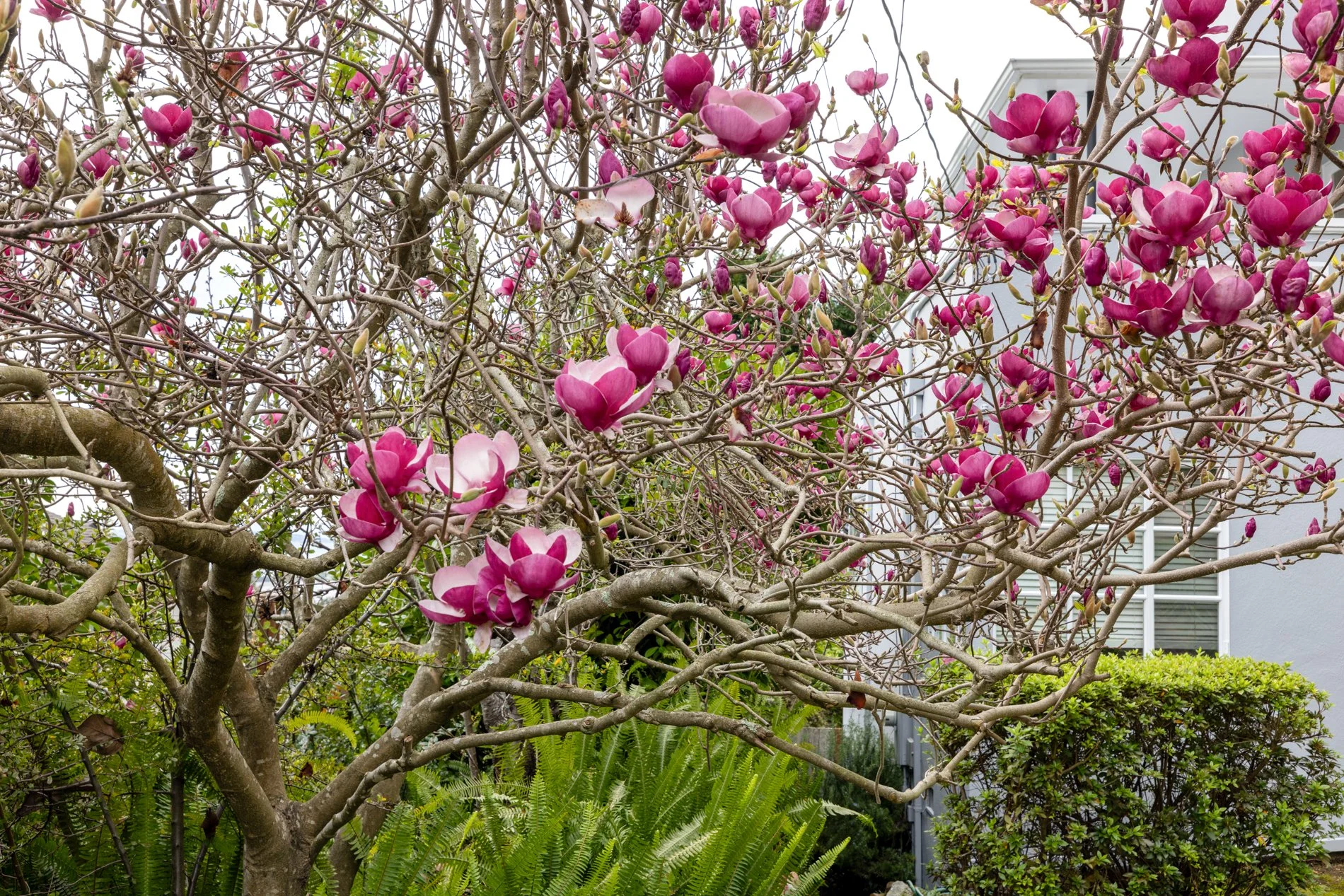 A flowering magnolia tree with pink blossoms in front of a modern gray house with large windows.
