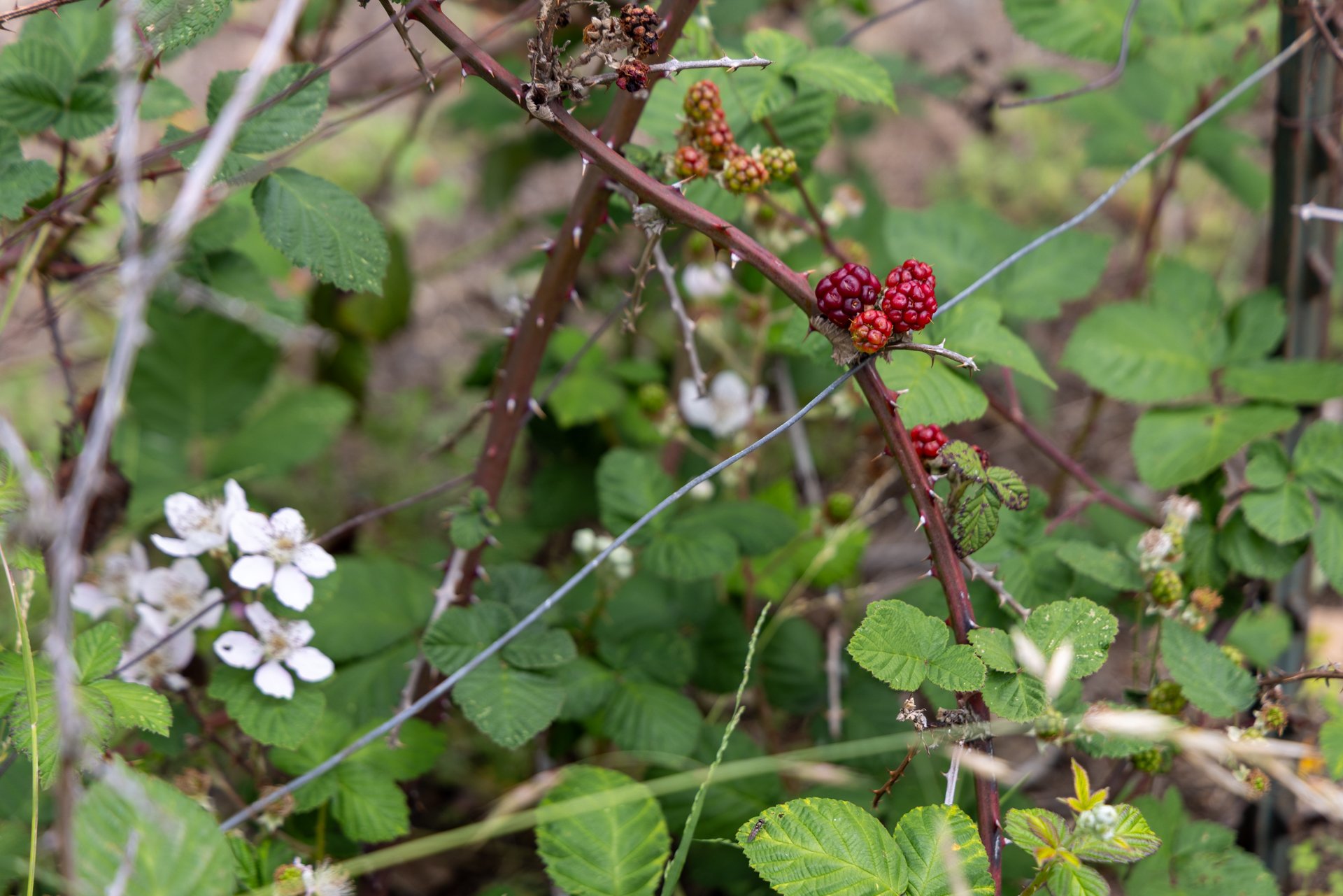 Close-up of a blackberry plant with ripening blackberries, green leaves, and white flowers.