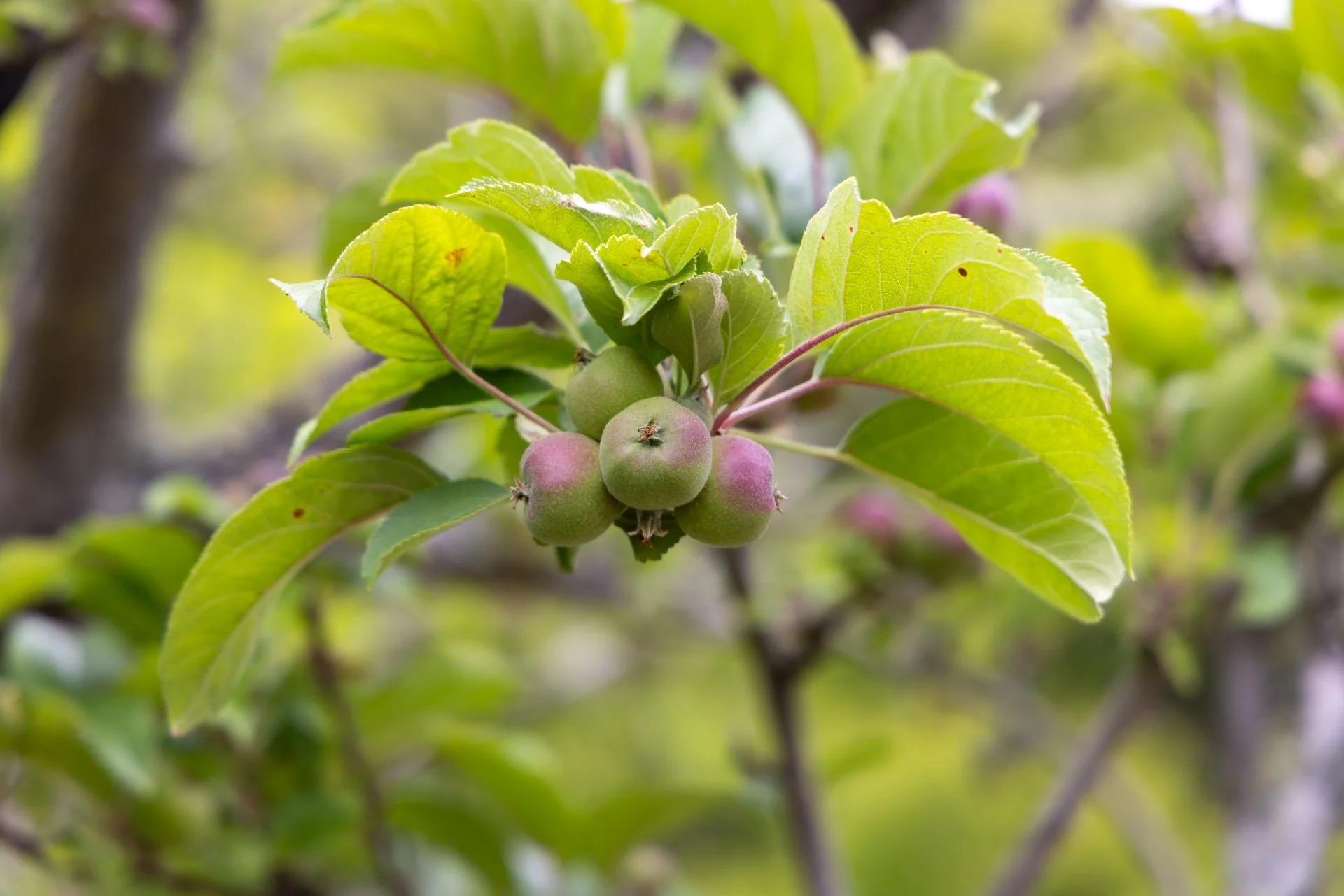 Close-up of green and purple apples growing on a tree branch with green leaves.