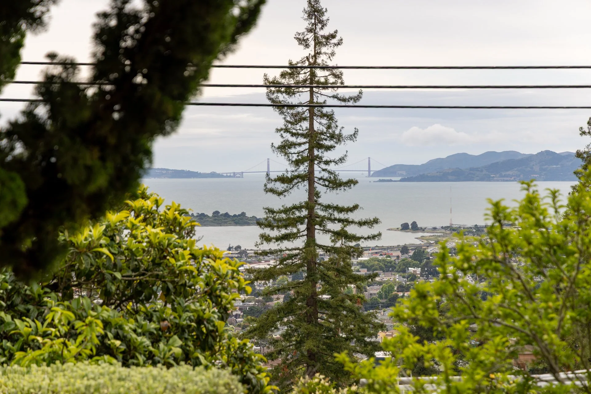 View of a tree in the foreground with greenery, the San Francisco Bay and a bridge in the background under a cloudy sky.