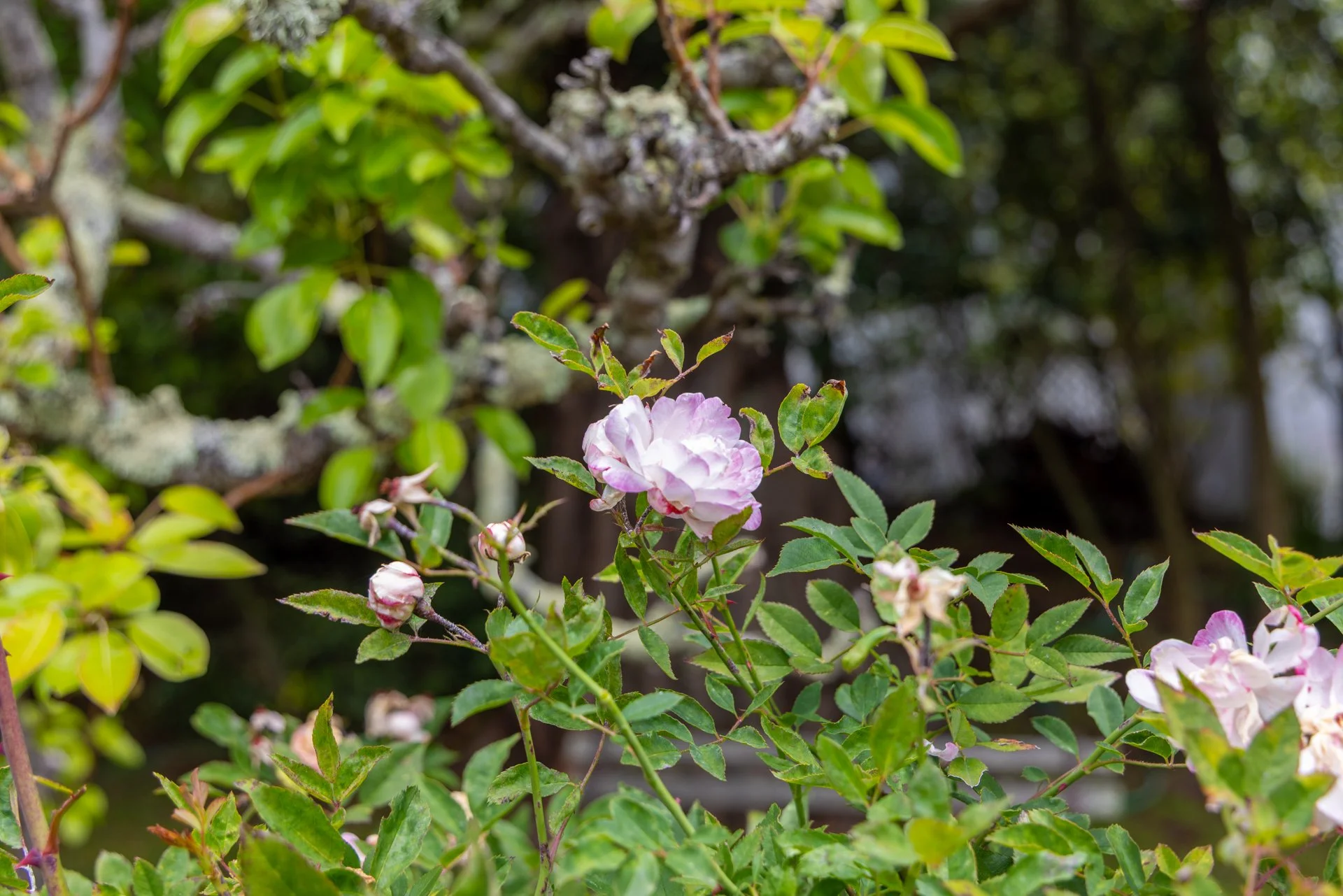 Pink and white roses blooming on a bush with green leaves, with a blurred background of tree branches and foliage.