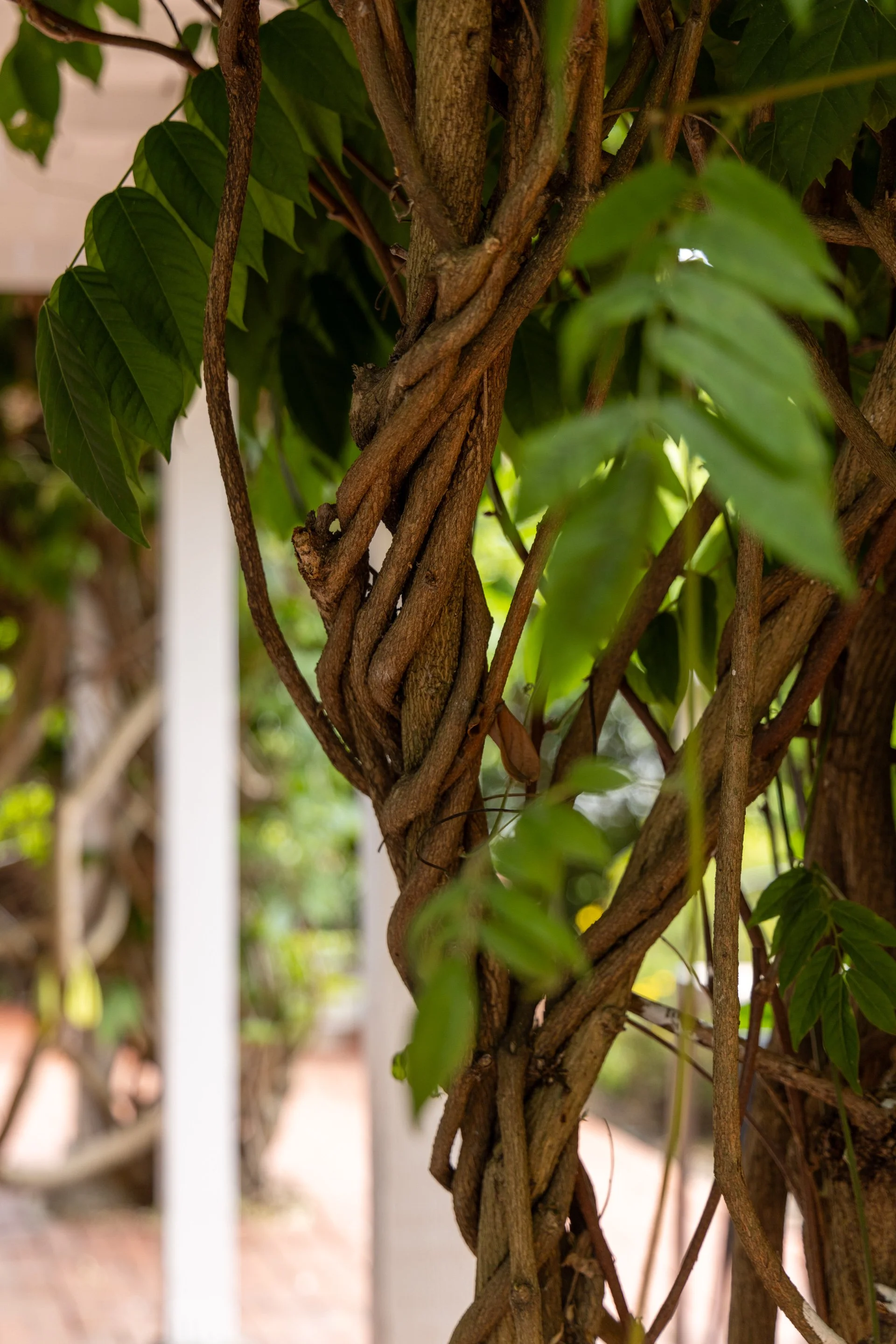 A close-up of a vine with twisting brown stems and green leaves growing on a white metal fence.