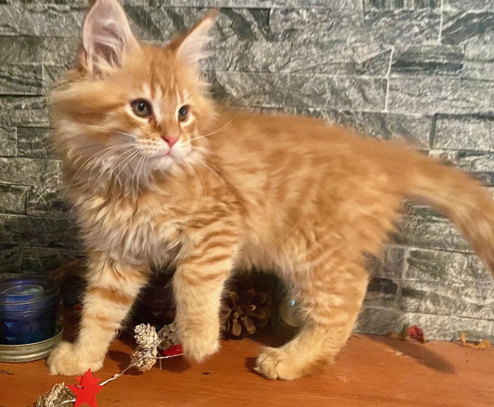 Click Here - Orange Maine Coon Kittens