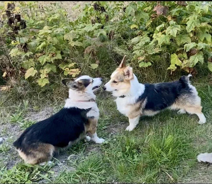 Luna and Sol