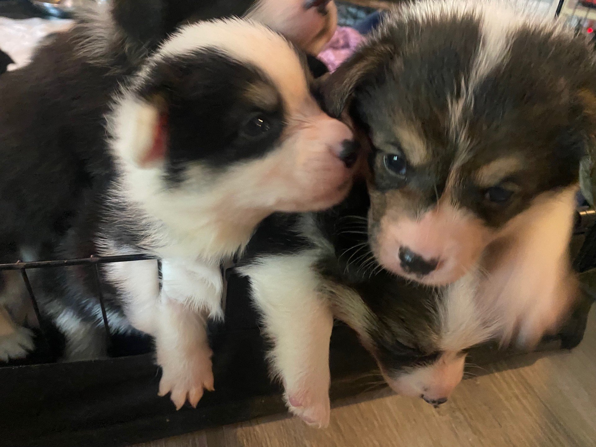 corgi pups 6.jpeg