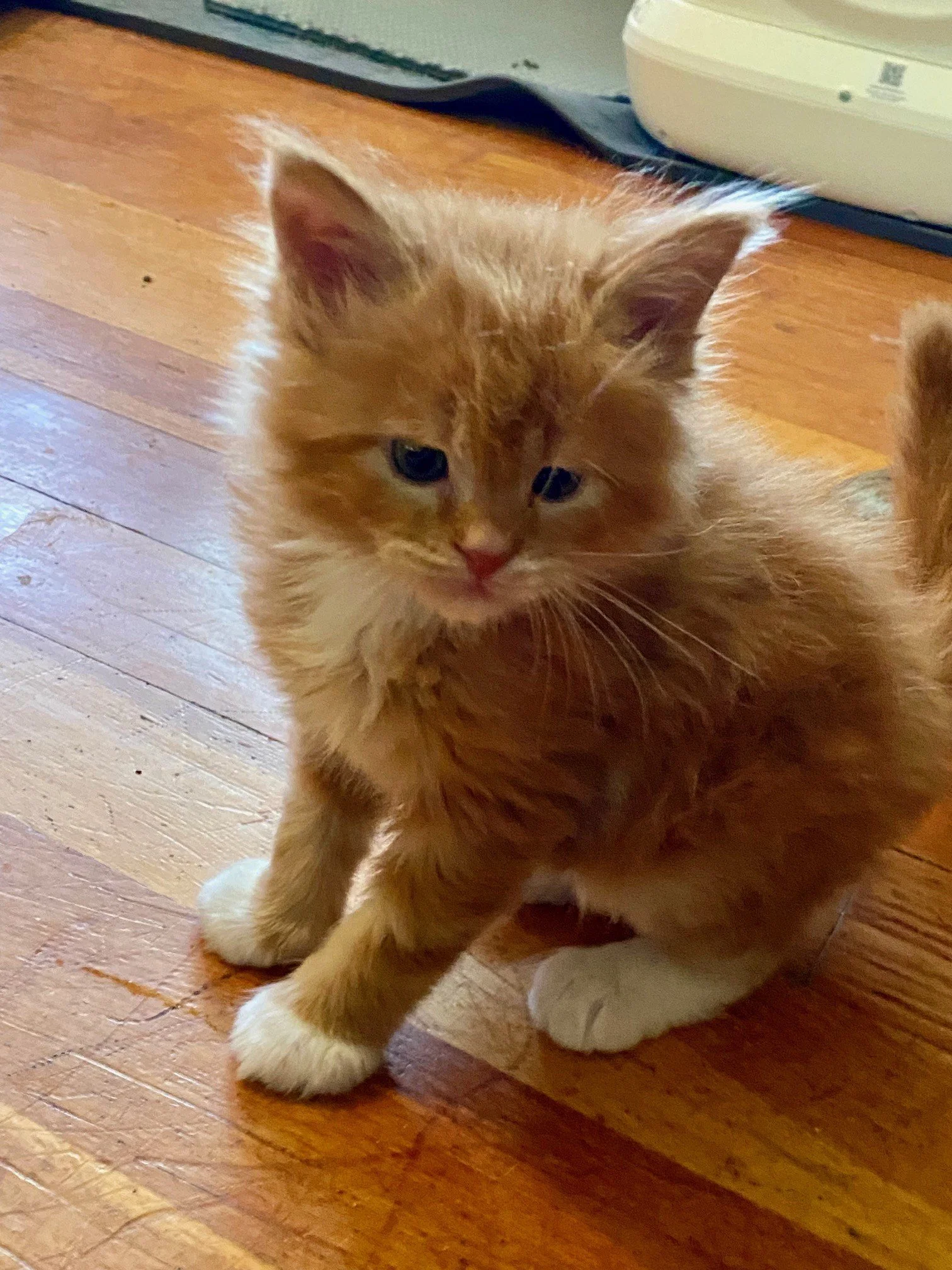 Simba at 4 weeks old