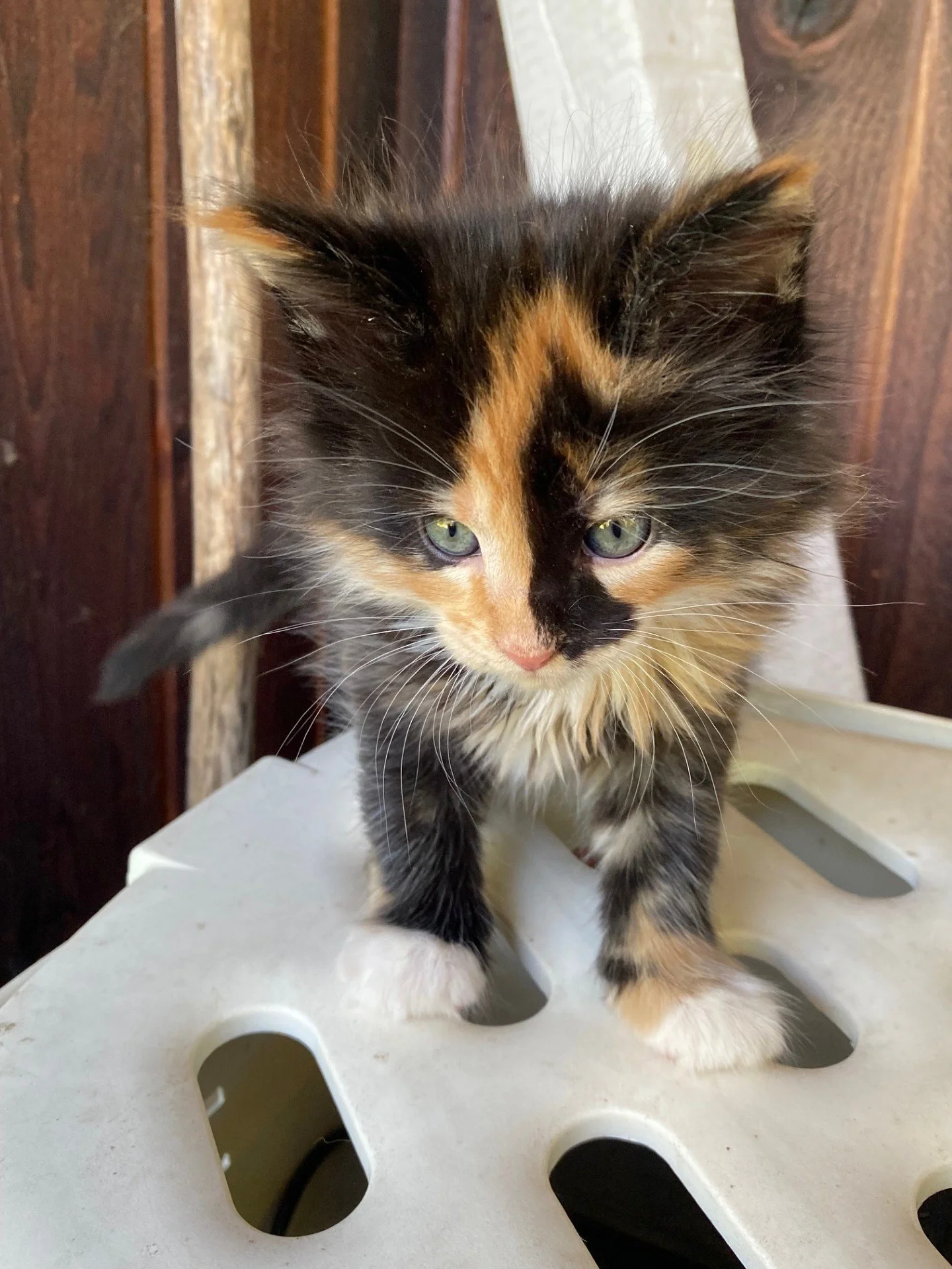 Jade at 4 weeks old
