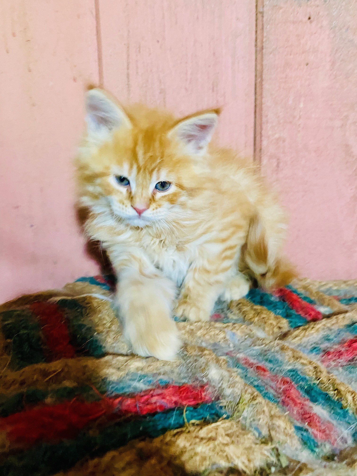 Niko
