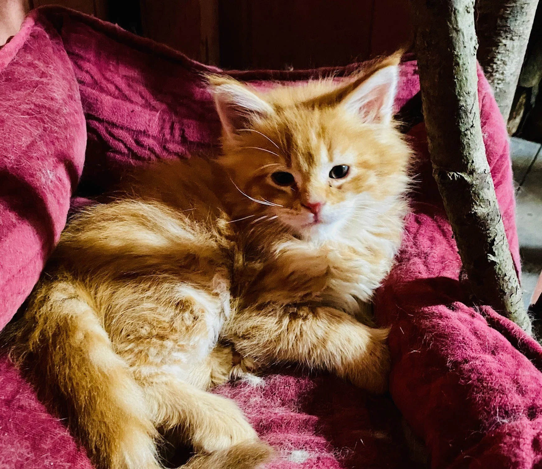 Simba