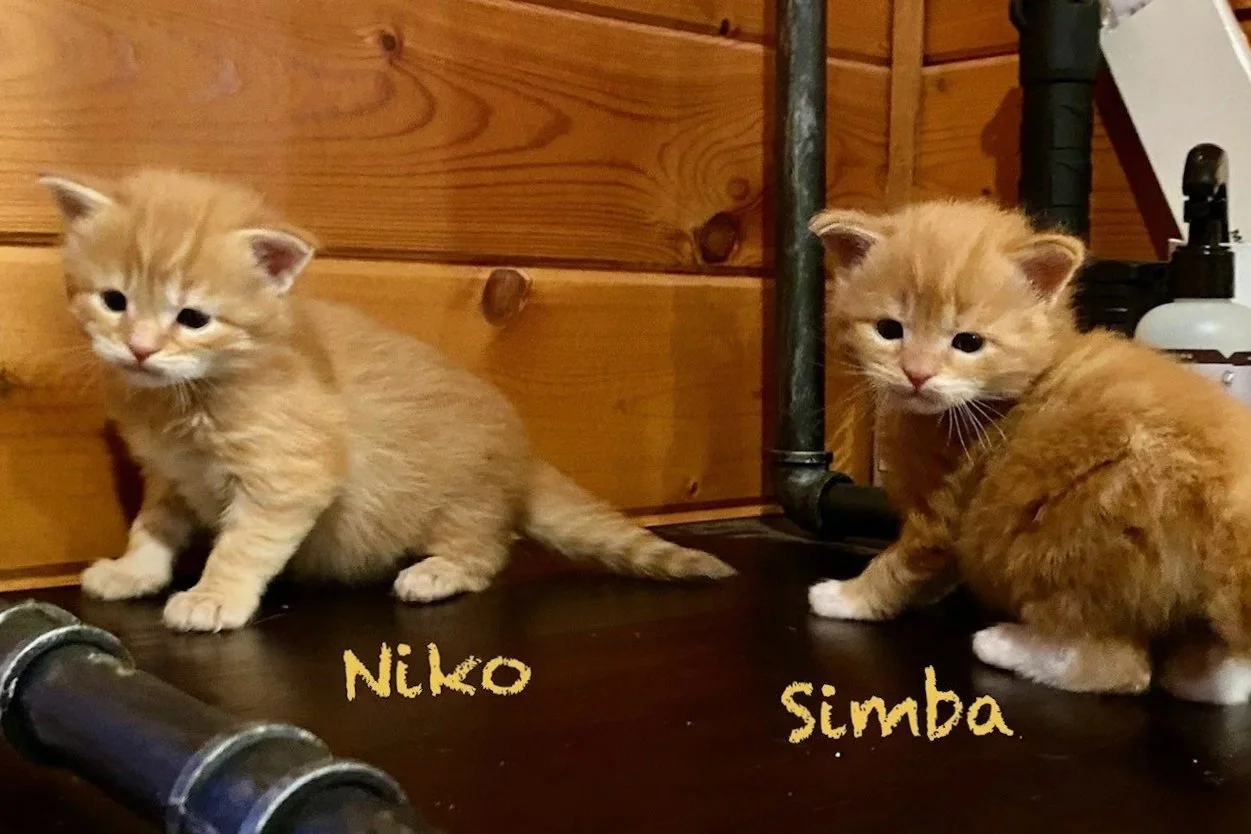 Niko and Simba at 3 weeks old