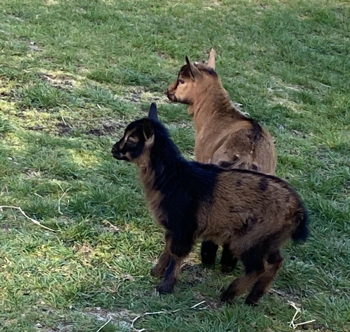 goats.jpg