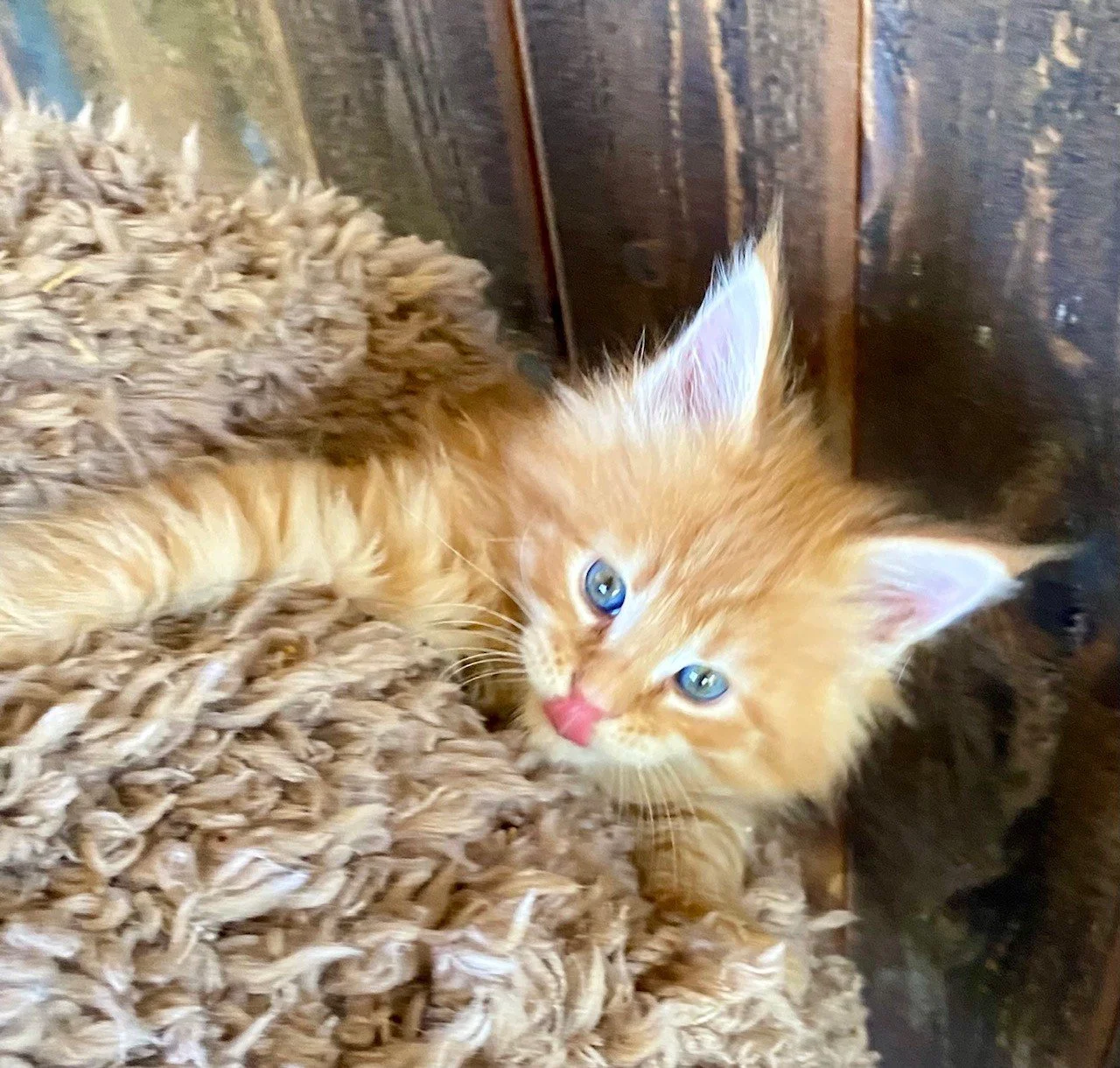 Niko