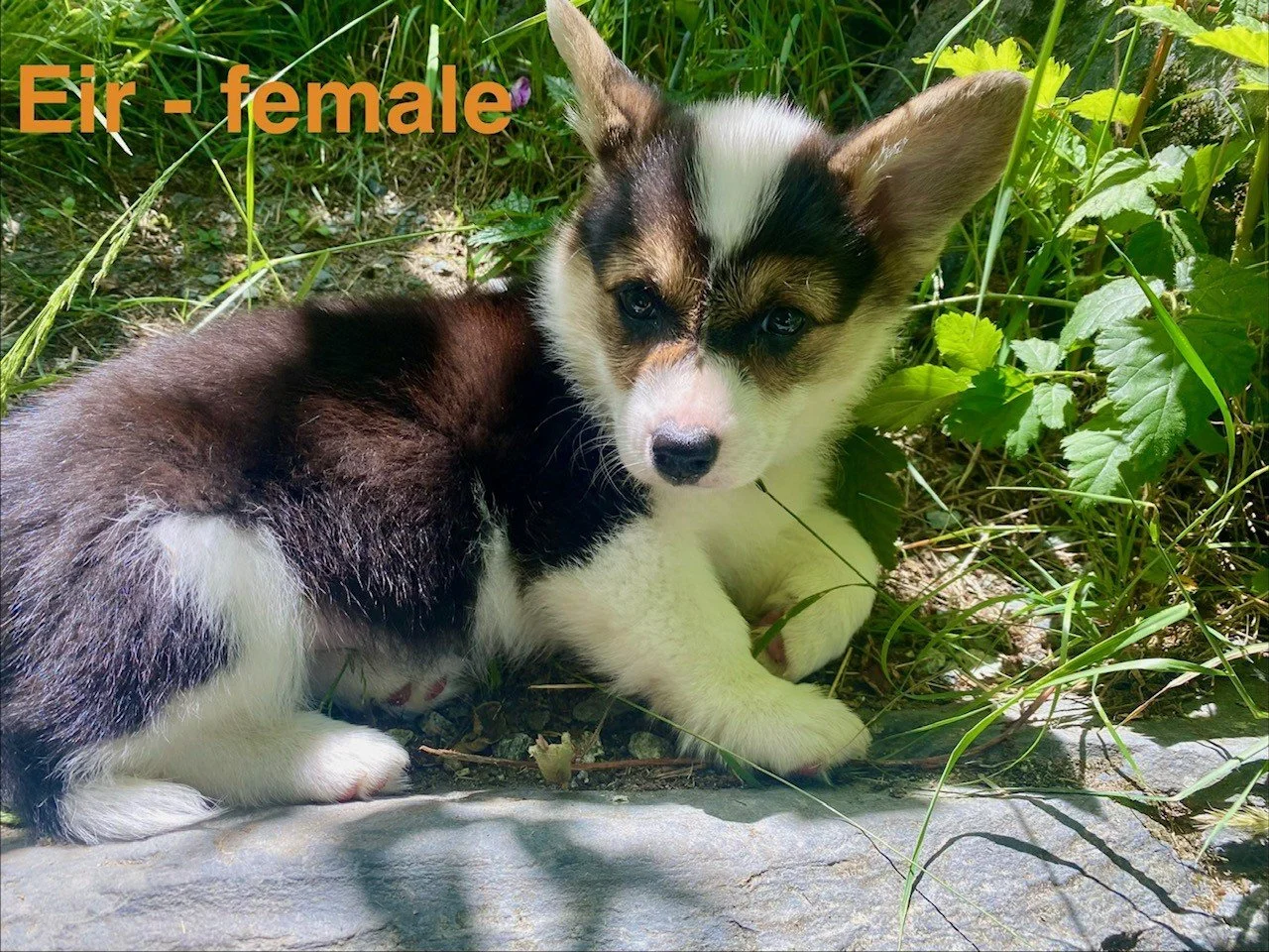 corgi pup 17.jpeg