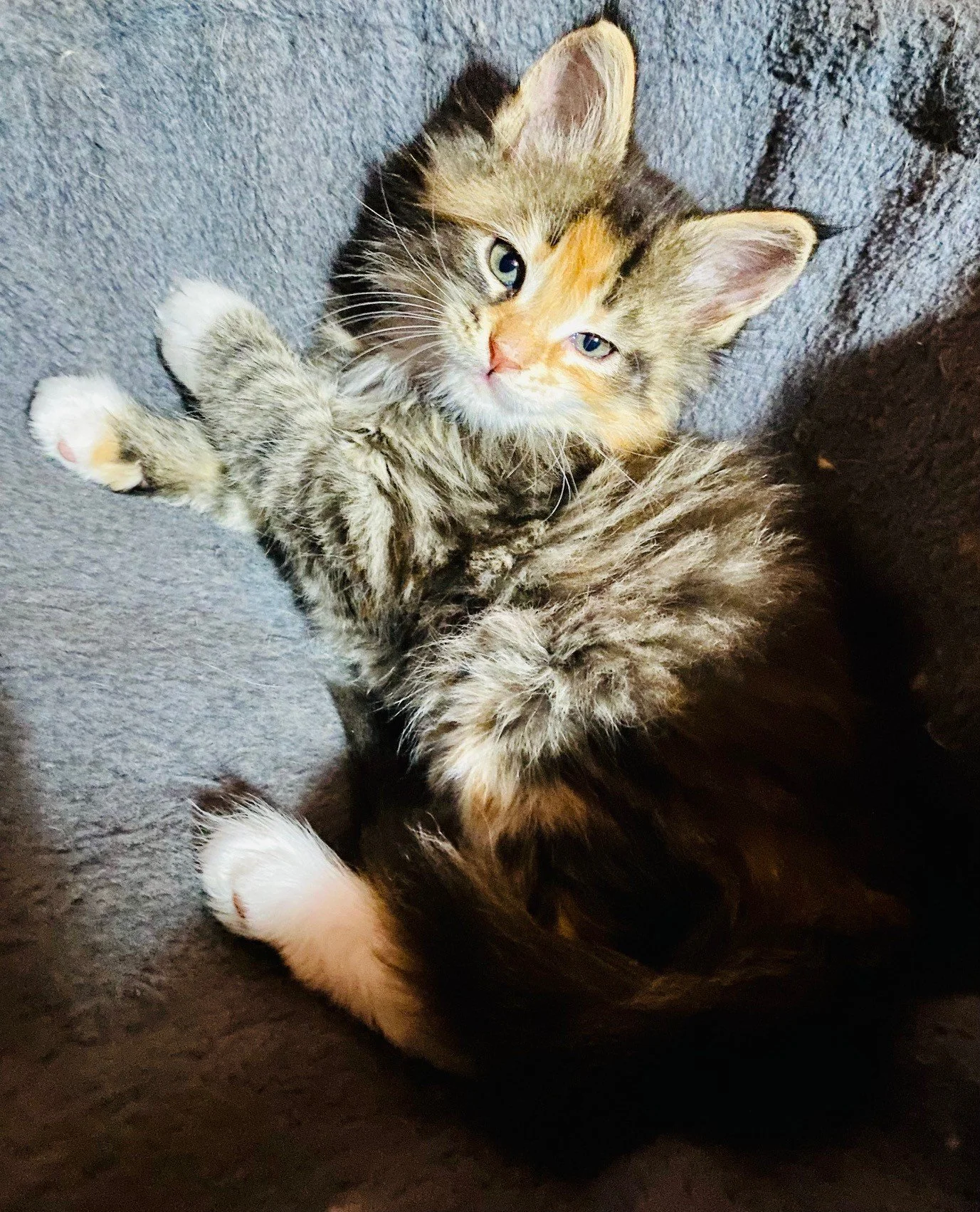 Ember - still available 