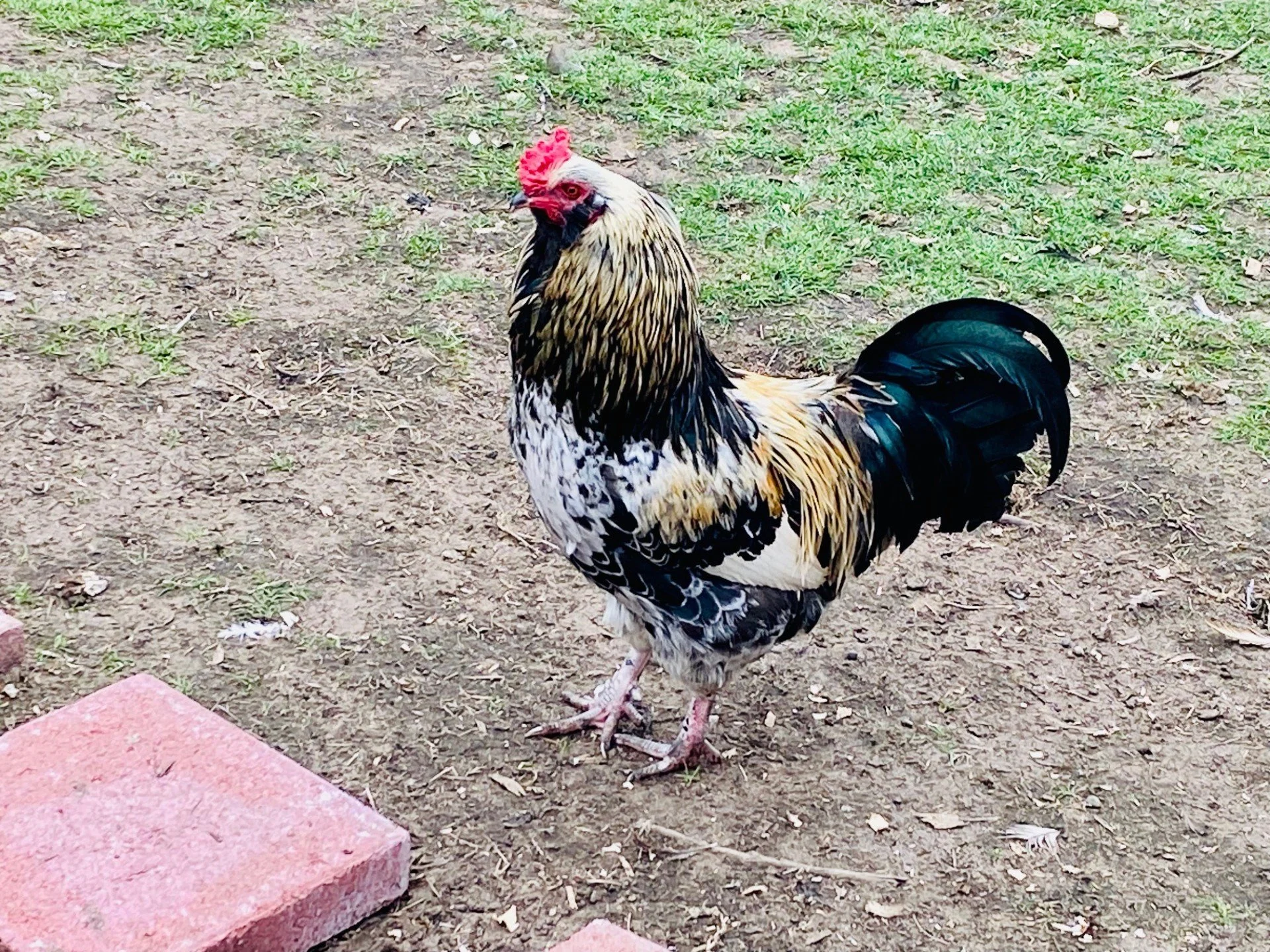 rooster 3.jpeg