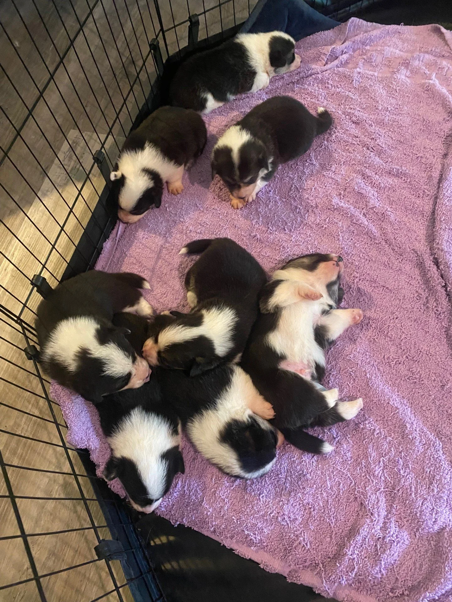 Ready for new homes June 20th