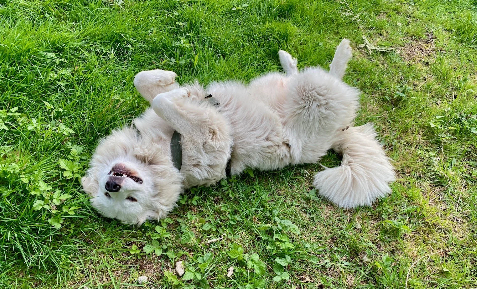 The Great Pyrenees