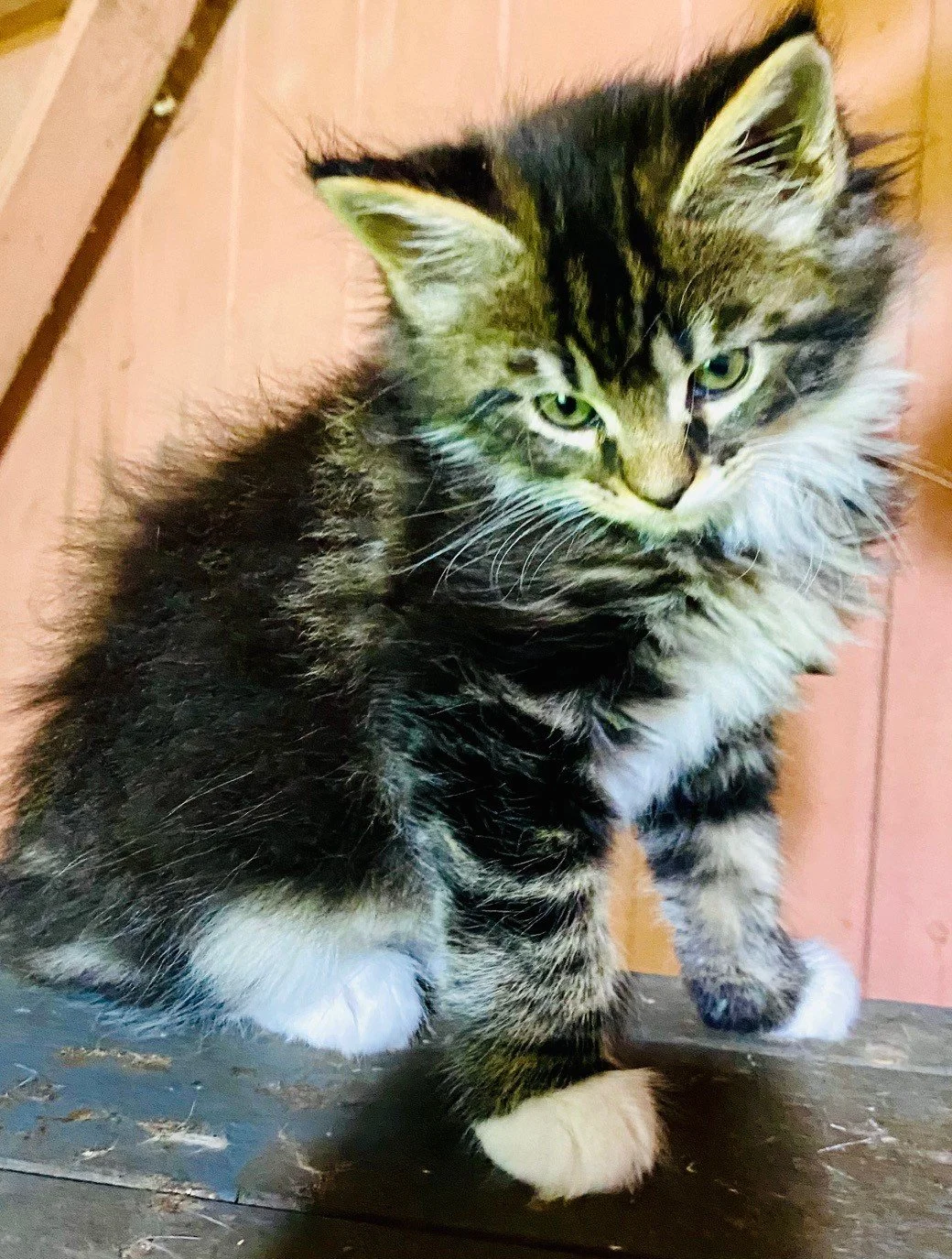 Juno - Reserved 
